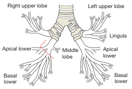 Bailey and Love's Short Practice of Surgery 28th Edition
