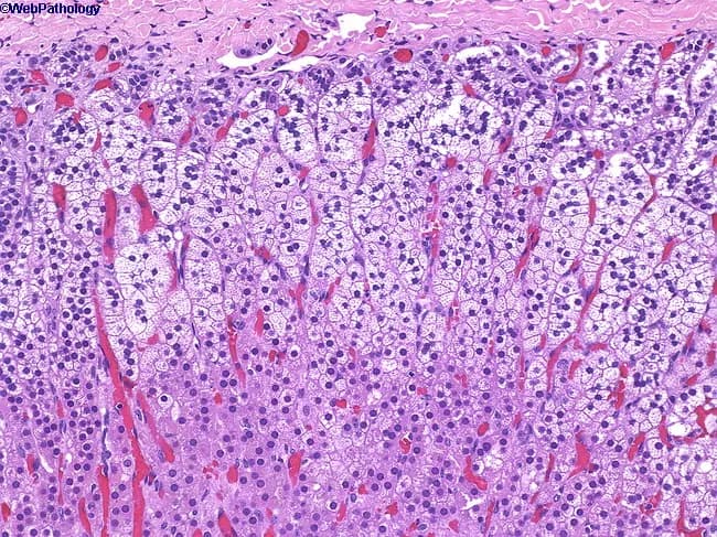 Imaging modality: Light microscopy of hematoxylin and eosin stained adrenal gland cortex section, intermediate magnification. The specimen reveals the three concentric zones of the adrenal cortex arranged from capsule to medulla: the zona glomerulosa immediately beneath the capsule forms small, compact clusters of darker-staining parenchymal cells; the zona fasciculata comprises the majority of cortex with radially oriented cords of pale, lipid-rich cells exhibiting a spongy cytoplasm; the zona reticularis lies nearest the medulla, composed of anastomosing cords of polygonal cells with acidophilic cytoplasm. The cortex shows preserved architecture with slender septa and numerous sinusoidal capillaries evident between cords. The cells demonstrate typical endocrine morphology: small dense nuclei, minimal cytoplasmic granularity in glomerulosa; prominent lipid droplets in fasciculata; reticularis cells with irregular outlines. No overt inflammatory infiltrate, neoplastic glands, or disrupted zonation are observed in this field, consistent with normal histology. Clinically, this zonation underpins steroidogenesis: mineralocorticoids from glomerulosa regulated by angiotensin II and potassium; glucocorticoids from fasciculata, including cortisol; androgen precursors from reticularis. Diagnostic significance lies in confirming trilaminar architecture and zonal differentiation essential for endocrinology education and pathologic assessment of adrenal disorders such as hyperplasia, adenomas, or cortisol-producing tumors. This slide is valuable for education, histology atlases, and research references.