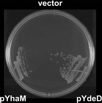 **Imaging Modality:** Microbiological culture photograph.

**Specimen/Entity:** *Escherichia coli* (MG1655 strain) bacterial growth on a petri dish containing M9 minimal agar medium supplemented with 4 mM cysteine.

**Experimental Setup:** The agar plate is divided into three distinct sectors for comparative growth analysis of different genetic constructs:
1.  **Top (vector):** Empty vector control (pSTV29).
2.  **Bottom Left (pYhaM):** *E. coli* expressing the *yhaM* gene.
3.  **Bottom Right (pYdeD):** *E. coli* expressing the *ydeD* gene.

**Characteristic Visual Features:**
*   **Differential Growth Patterns:** A marked difference in colony formation is visible between the sectors.
*   **Vector Control:** Shows complete inhibition of growth, indicating high sensitivity to the 4 mM cysteine concentration.
*   **pYhaM and pYdeD Sectors:** Both sectors demonstrate robust bacterial proliferation with visible streak lines and individual colony formation, indicating the conferral of cysteine resistance.
*   **Morphology:** Light-colored, opaque bacterial streaks and colonies against a dark background, typical of solid media cultivation.

**Diagnostic Significance:** The image visually validates the functional role of YhaM and YdeD proteins in mitigating cysteine toxicity in *E. coli*, facilitating the study of sulfur metabolism and amino acid resistance mechanisms.