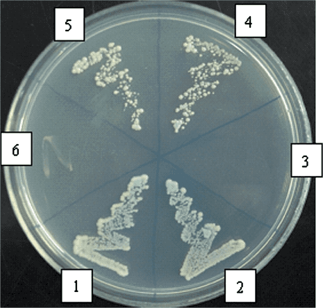 **Imaging Modality:** Laboratory photograph of a microbiology culture plate (Petri dish).

**Analysis Method:** Yeast Two-Hybrid (Y2H) assay utilizing a β-galactosidase overlay activity reporter system.

**Description:** The image shows a circular agar plate divided into six sectors, labeled 1 through 6, containing *Saccharomyces cerevisiae* colonies. The medium is a selective synthetic dropout agar (SD/-Ade/-His/-Leu/-Trp). 

**Visual Findings:**
- **Positive Protein-Protein Interaction:** Sectors 1, 2, 4, and 5 demonstrate robust yeast growth with a distinct blue chromogenic shift, indicating activation of the *LacZ* reporter gene and successful nutrient prototrophy. Sector 2 serves as the positive control.
- **Negative/Lack of Interaction:** Sector 3 (negative control) and Sector 6 show no significant yeast growth or color change, indicating a failure of the protein domains to interact and reconstitute the transcription factor.
- **Experimental Significance:** The assay maps the interaction between sspg1d and IPG-1. The positive results in sectors 4 and 5 versus the negative result in sector 6 suggest that the C-terminal domain of IPG-1 is essential for the protein-protein interaction, while the N-terminal deletion does not abolish binding.

**Key Features:** Blue colony pigmentation, selective growth patterns, and comparative sectoral analysis for molecular binding validation.
