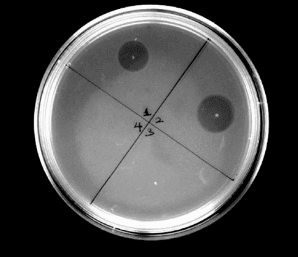 **Imaging Modality:** Microbiological agar plate bioassay (disk diffusion/well diffusion method).

**Experimental Setup:** A standard circular Petri dish containing agar medium inoculated with a bacterial indicator strain (*Bacillus subtilis* LH45). The plate is divided into four quadrants (sectors) labeled 1 through 4 using manual markings.

**Observed Findings:**
- **Sector 1 (Top):** Presence of a well-defined, circular zone of inhibition (clear area), indicating potent antibacterial activity from authentic cinnamycin.
- **Sector 2 (Right):** Presence of a circular zone of inhibition comparable in diameter to Sector 1, demonstrating restored bioactivity of synthesized His6-CinA(A–1K) after sequential enzymatic modification and alkaline treatment.
- **Sector 3 (Bottom):** Absence of a zone of inhibition; the bacterial lawn remains confluent, indicating a lack of antimicrobial activity in the modified peptide without alkaline-induced maturation.
- **Sector 4 (Left):** Control quadrant with no visible inhibition.

**Key Diagnostic Features:** The image illustrates a comparative susceptibility test. The primary visual cue is the contrast between the translucent zones of clearance (active lantibiotics) and the opaque bacterial lawn (inactive samples or bacterial growth). This assay confirms the requirement of specific pH-dependent processing for the biological activation of cinnamycin derivatives.