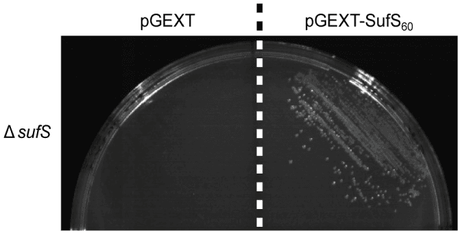**Imaging Modality:** Laboratory photograph of a microbiological culture on an agar plate.

**Specimen and Context:** Comparative growth assay of *Escherichia coli* ΔsufS (cysteine desulfurase null) mutants under iron-starvation conditions induced by the chelator 2,2′-dipyridyl. 

**Observed Findings:**
The image displays a split Petri dish divided by a vertical dashed line, illustrating a functional complementation (rescue) assay. 
- **Left Sector (pGEXT):** The control group transformed with an empty vector shows a complete absence of bacterial growth, indicating that the endogenous *sufS* deficiency is lethal under iron-restricted conditions.
- **Right Sector (pGEXT-SufS60):** The experimental group transformed with a plasmid expressing *Plasmodium falciparum* SufS displays robust bacterial colony formation and streaking patterns.

**Key Diagnostic Features:** Clear phenotypic rescue visible through the restoration of colony-forming units (CFUs) in the presence of the *P. falciparum* gene. This differential growth pattern serves as visual evidence of the heterologous gene's ability to fulfill the essential enzymatic role of cysteine desulfurase in the bacterial host.