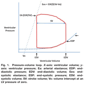 Summary : This figure presents a pressure–volume loop of the left ventricle, illustrating key cardiac parameters such as end-diastolic volume (EDV), end-systolic volume (ESV), stroke volume (SV), end-diastolic pressure (EDP), end-systolic pressure (ESP), arterial elastance (EA), and end-systolic elastance (Ees). The loop visually demonstrates the relationship between ventricular pressure and volume during a cardiac cycle.
line plot:
# Title & Axes :
• Title: "Pressure–volume loop."
• X-axis: "Ventricular Volume" (units not specified).
– Tick labels: Vo (volume intercept at LV pressure of zero), ESV (end-systolic volume), EDV (end-diastolic volume).
• Y-axis: "Ventricular Pressure" (units not specified).
– No explicit tick labels shown.
# Data & Curve :
• Red closed loop traces the pressure–volume relationship during a cardiac cycle.
• Horizontal arrow within the loop labeled "SV" (stroke volume) indicates the difference between EDV and ESV.
• Vertical segments at EDV and ESV mark transitions between phases.
• Dotted lines:
– EA (arterial elastance) shown as a dashed line from Vo through ESP/SV.
– Ees (end-systolic elastance) shown as a dashed line from Vo through ESP/(ESV-Vo).
# Key Parameters & Annotations :
• Vo: Volume intercept at LV pressure of zero (leftmost point on x-axis).
• ESV: End-systolic volume (right vertical segment).
• EDV: End-diastolic volume (far right on x-axis).
• SV: Stroke volume (horizontal arrow between ESV and EDV).
• EDP: End-diastolic pressure (arrow at bottom right of loop).
• ESP: End-systolic pressure (top of loop).
• EA: Arterial elastance (dashed line labeled EA (ESP/SV)).
• Ees: End-systolic elastance (dashed line labeled Ees = ESP/(ESV-Vo)).
# Design Encodings :
• Red solid line for the pressure–volume loop.
• Blue dashed lines for elastance relationships.
• Arrows and labels for key parameters.
• No gridlines or axis units specified.
# Analysis :
• The pressure–volume loop demonstrates the cardiac cycle phases, with the lower right corner representing end-diastole (high volume, low pressure) and the upper left corner representing end-systole (low volume, high pressure).
• Stroke volume is visually indicated as the horizontal distance between EDV and ESV.
• Elastance lines (EA and Ees) provide graphical representations of arterial and ventricular contractility.
• The loop’s shape and annotations allow for assessment of cardiac function and mechanical properties.