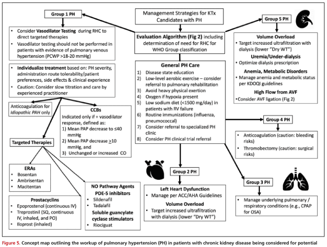 Summary : This figure presents a concept map outlining the management strategies and workup for pulmonary hypertension (PH) in patients with chronic kidney disease (CKD) being considered for kidney transplantation (KTx). It details evaluation algorithms, general PH care, and targeted therapies, organized by WHO PH group classification.
flowchart:
# Nodes :
• Management Strategies for KTx Candidates with PH (central rectangle)
• Group 1 PH (rectangle)
– Consider Vasodilator Testing during RHC to direct targeted therapies
– Individualize treatment based on PH severity, administration route, patient preferences, side effects, clinical experience
– Caution: slow titration and care by experienced practitioner
– Anticoagulation for Idiopathic PAH only
– Targeted Therapies:
• CCBs (criteria for use listed)
• ERAs: Bosentan, Ambrisentan, Macitentan
• Prostacyclins: Epoprostenol (IV), Treprostinil (SQ, IV, PO), Iloprost (inhaled)
• NO Pathway Agents: PDE-5 inhibitors (Sildenafil, Tadalafil), Soluble guanylate cyclase stimulators (Riociguat)
• Evaluation Algorithm (Fig 2) including determination of need for RHC for WHO Group classification (rectangle)
• General PH Care (rectangle)
– Disease state education
– Low-level aerobic exercise, consider pulmonary rehab
– Avoid heavy physical exertion
– Oxygen if hypoxia present
– Low sodium diet (<1500 mg/day) in RV failure
– Routine immunizations (influenza, pneumococcal)
– Consider referral to specialized PH clinic
– Consider PH clinical trial referral
• Group 2 PH (rectangle)
– Left Heart Dysfunction: Manage per ACC/AHA Guidelines
– Volume Overload: Target increased ultrafiltration with dialysis (lower “Dry WT”)
• Group 3 PH (rectangle)
– Manage underlying pulmonary/respiratory conditions (e.g., CPAP for OSA)
• Group 4 PH (rectangle)
– Anticoagulation (caution: bleeding risks)
– Thrombectomy (caution: surgical risks)
• Group 5 PH (rectangle)
– Volume Overload: Target increased ultrafiltration with dialysis (lower “Dry WT”)
– Uremia/Under-dialysis: Optimize dialysis prescription
– Anemia, Metabolic Disorders: Manage anemia/metabolic status per KDOQI guidelines
– High Flow from AVF: Consider AVF ligation (Fig 2)
# Connectors :
• Central node “Management Strategies for KTx Candidates with PH” branches to:
– Group 1 PH
– Evaluation Algorithm (Fig 2)
– General PH Care
– Group 2 PH
– Group 3 PH
– Group 4 PH
– Group 5 PH
• Group 1 PH node contains sub-branches for Vasodilator Testing, Individualized Treatment, Anticoagulation, and Targeted Therapies.
• Targeted Therapies node further branches to CCBs, ERAs, Prostacyclins, NO Pathway Agents.
• Group 5 PH node contains sub-branches for Volume Overload, Uremia/Under-dialysis, Anemia/Metabolic Disorders, High Flow from AVF.
# Layout :
• Central node at top center, with six main branches radiating outward for each PH group and general care.
• Sub-nodes and therapy options are nested under their respective group nodes.
• Flow is hierarchical, with decision points and therapy options clearly separated by group classification.
# Analysis :
• The figure provides a comprehensive, group-based approach to PH management in CKD patients considered for KTx.
• Group 1 PH receives the most detailed targeted therapy options, including vasodilator testing and multiple drug classes.
• General PH care recommendations apply across all groups, emphasizing education, exercise, diet, and immunization.
• Volume overload and dialysis optimization are highlighted for Groups 2 and 5, reflecting CKD-specific concerns.
• Anticoagulation and thrombectomy are reserved for Group 4 PH, with cautions noted.
• The map visually organizes complex decision-making, ensuring tailored management based on PH group and CKD context.