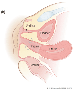 Summary : This is a labeled anatomical illustration showing a sagittal (side) cross-section of the female pelvis, highlighting the spatial relationships between the urethra, bladder, vagina, uterus, and rectum.