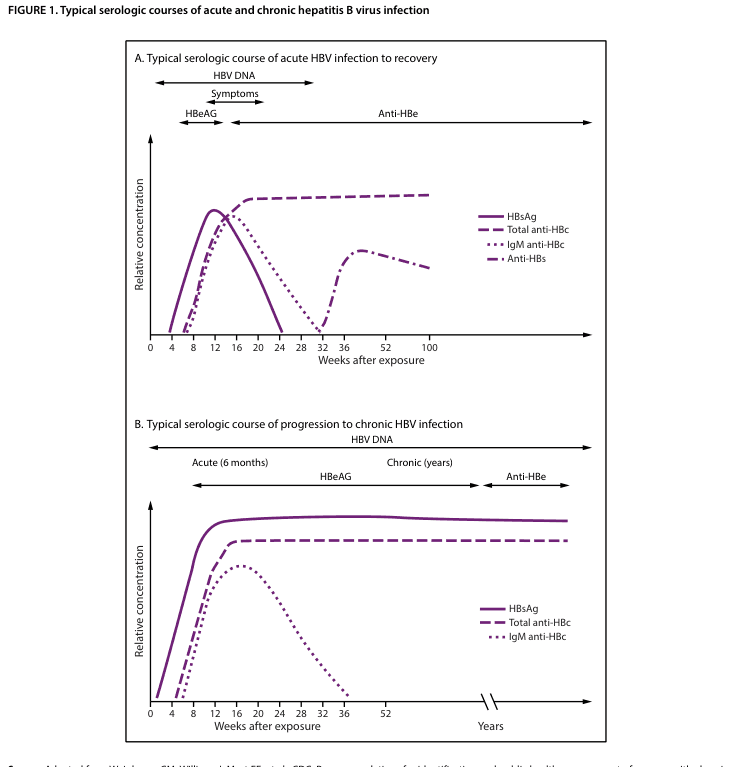 Summary : This figure presents two line plots showing the typical serologic courses of acute and chronic hepatitis B virus (HBV) infection, comparing the progression and recovery of serologic markers over time.
line plot:
# Panel A: Typical serologic course of acute HBV infection to recovery
## Title & Axes :
• Title: "A. Typical serologic course of acute HBV infection to recovery"
• X-axis: "Weeks after exposure" (tick labels: 0, 4, 8, 12, 16, 20, 24, 28, 32, 36, 52, 100)
• Y-axis: "Relative concentration" (no explicit tick labels)
• Additional timeline annotations: "HBV DNA", "Symptoms", "HBeAG", "Anti-HBe" (horizontal arrows above plot)
## Data Points :
• HBsAg (solid line): Rises sharply after exposure, peaks around 8–12 weeks, then declines and disappears by ~24–28 weeks.
• Total anti-HBc (dashed line): Rises after exposure, peaks around 16–20 weeks, remains elevated beyond 100 weeks.
• IgM anti-HBc (dotted line): Rises after exposure, peaks around 12–16 weeks, declines and disappears by ~28–32 weeks.
• Anti-HBs (long dashed line): Appears after ~24–28 weeks, rises and remains elevated beyond 100 weeks.
## Design Encodings :
• HBsAg: solid purple line
• Total anti-HBc: dashed purple line
• IgM anti-HBc: dotted purple line
• Anti-HBs: long dashed purple line
• All lines plotted against the same axes; no log scale or error bars.
## Distribution & Trends :
• HBsAg and IgM anti-HBc both show transient peaks and then decline.
• Total anti-HBc and anti-HBs persist long-term after recovery.
# Panel B: Typical serologic course of progression to chronic HBV infection
## Title & Axes :
• Title: "B. Typical serologic course of progression to chronic HBV infection"
• X-axis: "Weeks after exposure" (tick labels: 0, 4, 8, 12, 16, 20, 24, 28, 32, 36, 52), then "Years" (break in axis)
• Y-axis: "Relative concentration" (no explicit tick labels)
• Additional timeline annotations: "HBV DNA", "Acute (6 months)", "Chronic (years)", "HBeAG", "Anti-HBe" (horizontal arrows above plot)
## Data Points :
• HBsAg (solid line): Rises after exposure, remains persistently elevated for years.
• Total anti-HBc (dashed line): Rises after exposure, remains persistently elevated for years.
• IgM anti-HBc (dotted line): Rises after exposure, peaks around 12–16 weeks, declines and disappears by ~28–32 weeks.
## Design Encodings :
• HBsAg: solid purple line
• Total anti-HBc: dashed purple line
• IgM anti-HBc: dotted purple line
• All lines plotted against the same axes; no log scale or error bars.
## Distribution & Trends :
• HBsAg and total anti-HBc remain persistently elevated in chronic infection.
• IgM anti-HBc is transient and disappears after the acute phase.
# Analysis :
• In acute HBV infection (Panel A), HBsAg and IgM anti-HBc are transient, while total anti-HBc and anti-HBs persist after recovery, indicating resolution and immunity.
• In chronic HBV infection (Panel B), HBsAg and total anti-HBc remain persistently elevated for years, while IgM anti-HBc is only present during the acute phase, indicating ongoing infection without resolution.
• The presence and duration of serologic markers distinguish acute recovery from progression to chronic infection.