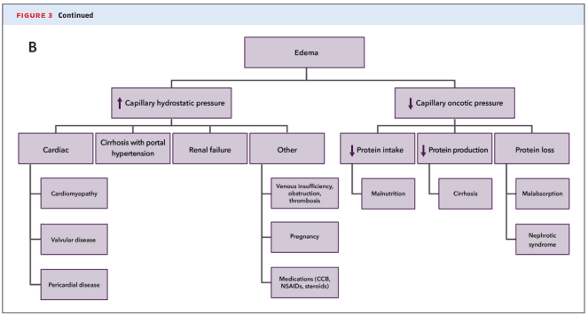 Summary : This flowchart outlines the major pathophysiological mechanisms and causes of edema, categorizing them by changes in capillary hydrostatic and oncotic pressures, and further subdividing by specific etiologies.
flowchart:
# Main Mechanisms :
• Edema (top-level node)
• Two primary branches: ↑ Capillary hydrostatic pressure, ↓ Capillary oncotic pressure
## ↑ Capillary hydrostatic pressure :
• Cardiac
– Cardiomyopathy
– Valvular disease
– Pericardial disease
• Cirrhosis with portal hypertension
• Renal failure
• Other
– Venous insufficiency, obstruction, thrombosis
– Pregnancy
– Medications (CCB, NSAIDs, steroids)
## ↓ Capillary oncotic pressure :
• ↓ Protein intake
– Malnutrition
• ↓ Protein production
– Cirrhosis
• Protein loss
– Malabsorption
– Nephrotic syndrome
# Nodes :
• Edema (rectangle)
• ↑ Capillary hydrostatic pressure (rectangle)
• ↓ Capillary oncotic pressure (rectangle)
• Cardiac (rectangle)
• Cirrhosis with portal hypertension (rectangle)
• Renal failure (rectangle)
• Other (rectangle)
• Cardiomyopathy (rectangle)
• Valvular disease (rectangle)
• Pericardial disease (rectangle)
• Venous insufficiency, obstruction, thrombosis (rectangle)
• Pregnancy (rectangle)
• Medications (CCB, NSAIDs, steroids) (rectangle)
• ↓ Protein intake (rectangle)
• ↓ Protein production (rectangle)
• Protein loss (rectangle)
• Malnutrition (rectangle)
• Cirrhosis (rectangle)
• Malabsorption (rectangle)
• Nephrotic syndrome (rectangle)
# Connectors :
• All nodes are connected hierarchically with straight lines, branching from the central "Edema" node.
• Each main mechanism branches to its respective causes and sub-causes.
# Layout :
• Top-down hierarchical tree.
• "Edema" at the top, splitting into two main branches (hydrostatic and oncotic pressure), each further subdivided.
# Analysis :
• The flowchart visually organizes the etiologies of edema into two main pathophysiological categories: increased capillary hydrostatic pressure and decreased capillary oncotic pressure.
• Cardiac, hepatic, renal, and other systemic causes are grouped under increased hydrostatic pressure, while nutritional, hepatic, gastrointestinal, and renal protein loss are grouped under decreased oncotic pressure.
• Cirrhosis appears as a cause in both main branches, highlighting its multifactorial role in edema formation.
• The diagram emphasizes the importance of distinguishing between these mechanisms for clinical evaluation and management of edema.