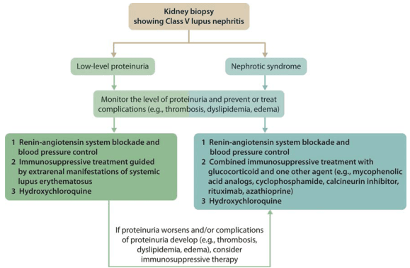 Summary : This flowchart outlines the management of Class V lupus nephritis based on kidney biopsy findings, stratified by the level of proteinuria (low-level vs. nephrotic syndrome), and details recommended treatments and monitoring steps.
flowchart:
# Nodes :
• Start (rectangle): "Kidney biopsy showing Class V lupus nephritis"
• Decision (split into two rectangles): "Low-level proteinuria" and "Nephrotic syndrome"
• Process (rectangle, shared): "Monitor the level of proteinuria and prevent or treat complications (e.g., thrombosis, dyslipidemia, edema)"
• Treatment (rectangle, left branch for low-level proteinuria):
1. "Renin-angiotensin system blockade and blood pressure control"
2. "Immunosuppressive treatment guided by extrarenal manifestations of systemic lupus erythematosus"
3. "Hydroxychloroquine"
• Treatment (rectangle, right branch for nephrotic syndrome):
1. "Renin-angiotensin system blockade and blood pressure control"
2. "Combined immunosuppressive treatment with glucocorticoid and one other agent (e.g., mycophenolic acid analogs, cyclophosphamide, calcineurin inhibitor, rituximab, azathioprine)"
3. "Hydroxychloroquine"
• Conditional (rectangle, bottom): "If proteinuria worsens and/or complications of proteinuria develop (e.g., thrombosis, dyslipidemia, edema), consider immunosuppressive therapy"
# Connectors :
• Downward arrows from "Kidney biopsy showing Class V lupus nephritis" to both "Low-level proteinuria" and "Nephrotic syndrome"
• Downward arrows from both "Low-level proteinuria" and "Nephrotic syndrome" to the shared monitoring node
• Downward arrows from the monitoring node to each respective treatment node (left and right)
• Downward arrows from both treatment nodes to the conditional node at the bottom
# Layout :
• Top-down hierarchical structure
• Initial node at the top, branching into two parallel pathways (left: low-level proteinuria, right: nephrotic syndrome)
• Both pathways converge at the bottom conditional node
• All nodes are rectangles; no diamonds or ellipses
# Analysis :
• The flowchart provides a clear decision-making pathway for managing Class V lupus nephritis based on proteinuria severity.
• Both pathways include renin-angiotensin system blockade, blood pressure control, and hydroxychloroquine.
• Immunosuppressive therapy is tailored: guided by extrarenal manifestations for low-level proteinuria, and combined with glucocorticoid plus another agent for nephrotic syndrome.
• Monitoring for complications is emphasized, with escalation to immunosuppressive therapy if proteinuria worsens or complications arise.
• The structure supports individualized treatment escalation based on clinical progression.