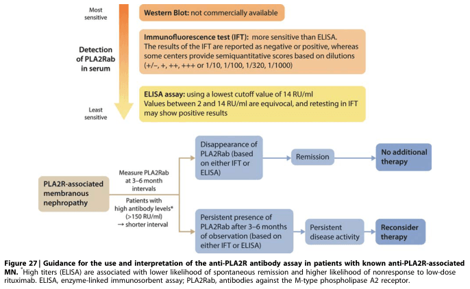 Summary : This flowchart provides guidance for the use and interpretation of anti-PLA2R antibody assays (IFT and ELISA) in patients with known anti-PLA2R-associated membranous nephropathy (MN), outlining assay sensitivity, testing intervals, and clinical decision points based on antibody persistence or disappearance.
flowchart:
# Detection Methods :
• Western Blot: not commercially available (most sensitive, but not used).
• Immunofluorescence test (IFT): more sensitive than ELISA; results reported as negative/positive or with semiquantitative scores based on dilutions (e.g., +/-, +, ++, +++, or 1/10, 1/100, 1/320, 1/1000).
• ELISA assay: least sensitive; uses a cutoff value of 14 RU/ml. Values between 2 and 14 RU/ml are equivocal, and retesting in IFT may show positive results.
# Nodes :
• PLA2R-associated membranous nephropathy (rectangle): starting point.
• Measure PLA2Rab at 3–6 month intervals (rectangle).
• Patients with high antibody levels* (>150 RU/ml) → shorter interval (rectangle).
• Disappearance of PLA2Rab (based on either IFT or ELISA) (rectangle).
• Remission (rectangle).
• No additional therapy (rectangle).
• Persistent presence of PLA2Rab after 3–6 months of observation (based on either IFT or ELISA) (rectangle).
• Persistent disease activity (rectangle).
• Reconsider therapy (rectangle).
# Connectors :
• Downward arrows indicate process flow.
• From "PLA2R-associated membranous nephropathy" to "Measure PLA2Rab at 3–6 month intervals".
• Branch: "Patients with high antibody levels* (>150 RU/ml)" leads to "shorter interval".
• From measurement, two branches:
– If "Disappearance of PLA2Rab", arrow to "Remission" then to "No additional therapy".
– If "Persistent presence of PLA2Rab after 3–6 months", arrow to "Persistent disease activity" then to "Reconsider therapy".
# Layout :
• Vertical flow from detection methods (top) to clinical decision points (bottom).
• Branching at the measurement step based on antibody levels and persistence/disappearance.
• Colour coding: orange (detection methods), blue (remission pathway), purple (persistent disease pathway), yellow (ELISA details).
# Analysis :
• The flowchart emphasizes the importance of assay sensitivity (IFT > ELISA) and regular monitoring of PLA2Rab in guiding therapy for anti-PLA2R-associated MN.
• Disappearance of antibodies is associated with remission and no further therapy, while persistent antibodies after 3–6 months suggest ongoing disease and the need to reconsider therapy.
• High antibody titers (>150 RU/ml) warrant more frequent monitoring due to a shorter interval to clinical decision-making.
• The chart visually distinguishes between remission and persistent disease pathways, supporting evidence-based management decisions.