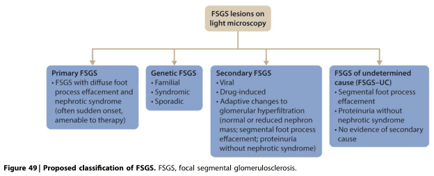 Summary : This figure presents a proposed classification scheme for focal segmental glomerulosclerosis (FSGS) based on the nature and cause of lesions observed on light microscopy. It divides FSGS into four main categories: primary, genetic, secondary, and undetermined cause, with defining features for each.
flowchart:
# Nodes :
• FSGS lesions on light microscopy (rectangle, top central node)
• Primary FSGS (rectangle)
– FSGS with diffuse foot process effacement and nephrotic syndrome (often sudden onset, amenable to therapy)
• Genetic FSGS (rectangle)
– Familial
– Syndromic
– Sporadic
• Secondary FSGS (rectangle)
– Viral
– Drug-induced
– Adaptive changes to glomerular hyperfiltration (normal or reduced nephron mass; segmental foot process effacement; proteinuria without nephrotic syndrome)
• FSGS of undetermined cause (FSGS-UC) (rectangle)
– Segmental foot process effacement
– Proteinuria without nephrotic syndrome
– No evidence of secondary cause
# Connectors :
• Single downward arrows from "FSGS lesions on light microscopy" to each of the four category nodes (Primary FSGS, Genetic FSGS, Secondary FSGS, FSGS-UC).
• No further branching or merging.
# Layout :
• Hierarchical, top-down arrangement.
• Central top node ("FSGS lesions on light microscopy") branches downward to four horizontally aligned category nodes.
# Analysis :
• The classification distinguishes FSGS types by etiology and clinical features, separating primary (diffuse effacement, nephrotic syndrome), genetic (familial/syndromic/sporadic), secondary (viral, drug, adaptive hyperfiltration), and undetermined cause (segmental effacement, proteinuria without nephrotic syndrome, no secondary cause).
• The scheme emphasizes both pathological findings (foot process effacement) and clinical presentation (nephrotic syndrome, proteinuria), aiding differential diagnosis and guiding therapy.