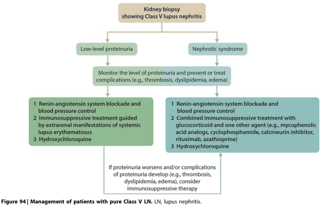 Summary : This flowchart outlines the management of patients with pure Class V lupus nephritis (LN) based on kidney biopsy findings, stratified by the level of proteinuria (low-level vs. nephrotic syndrome), and details the recommended monitoring and treatment steps for each scenario.
flowchart:
# Nodes :
• Start node: "Kidney biopsy showing Class V lupus nephritis" (rectangle, top center)
• Decision node: splits into "Low-level proteinuria" (left) and "Nephrotic syndrome" (right) (rounded rectangles)
• Common process node: "Monitor the level of proteinuria and prevent or treat complications (e.g., thrombosis, dyslipidemia, edema)" (rectangle, center)
• Left treatment node (for low-level proteinuria):
1. "Renin-angiotensin system blockade and blood pressure control"
2. "Immunosuppressive treatment guided by extrarenal manifestations of systemic lupus erythematosus"
3. "Hydroxychloroquine"
• Right treatment node (for nephrotic syndrome):
1. "Renin-angiotensin system blockade and blood pressure control"
2. "Combined immunosuppressive treatment with glucocorticoid and one other agent (e.g., mycophenolic acid analogs, cyclophosphamide, calcineurin inhibitor, rituximab, azathioprine)"
3. "Hydroxychloroquine"
• Bottom process node: "If proteinuria worsens and/or complications of proteinuria develop (e.g., thrombosis, dyslipidemia, edema), consider immunosuppressive therapy" (rectangle, bottom center)
# Connectors :
• Downward arrow from "Kidney biopsy showing Class V lupus nephritis" to both "Low-level proteinuria" and "Nephrotic syndrome"
• Both "Low-level proteinuria" and "Nephrotic syndrome" connect downward to the shared node: "Monitor the level of proteinuria and prevent or treat complications..."
• From the shared monitoring node, left arrow to the left treatment node (low-level proteinuria), right arrow to the right treatment node (nephrotic syndrome)
• Both treatment nodes have downward arrows merging into the bottom process node about worsening proteinuria/complications
# Layout :
• Vertical, top-down flow with a split into two parallel branches (left: low-level proteinuria, right: nephrotic syndrome), then reconverging at the bottom for escalation of therapy if needed.
• All nodes are rectangular or rounded rectangles; no diamonds or ellipses.
# Analysis :
• The flowchart provides a clear, stepwise approach to managing Class V lupus nephritis, emphasizing initial stratification by proteinuria level.
• Both pathways include renin-angiotensin system blockade, blood pressure control, and hydroxychloroquine, but differ in the intensity and type of immunosuppressive therapy.
• The chart highlights the importance of monitoring for complications and escalating immunosuppression if proteinuria worsens or complications arise.
• The structure supports individualized treatment based on disease severity and response.