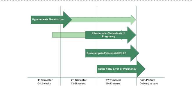 Summary : This timeline chart illustrates the typical onset and duration of four major liver-related complications during pregnancy: Hyperemesis Gravidarum, Intrahepatic Cholestasis of Pregnancy, Preeclampsia/Eclampsia/HELLP, and Acute Fatty Liver of Pregnancy, mapped across the trimesters and into the post-partum period.
timeline chart:
Scope & Reference :
• Time axis spans from 1st Trimester (0–12 weeks), 2nd Trimester (13–28 weeks), 3rd Trimester (29–40 weeks), to Post-Partum (delivery to days).
• Each complication is represented by a horizontal arrow indicating its typical period of occurrence.
Keys & Annotations :
• Hyperemesis Gravidarum: Arrow starts in 1st Trimester and extends through 2nd and 3rd Trimesters.
• Intrahepatic Cholestasis of Pregnancy: Arrow begins in 2nd Trimester and continues through 3rd Trimester, ending at delivery.
• Preeclampsia/Eclampsia/HELLP: Arrow starts in 3rd Trimester and ends at delivery.
• Acute Fatty Liver of Pregnancy: Arrow starts in 3rd Trimester and extends into the Post-Partum period.
Ordering :
• Arrows are stacked vertically, each labeled with the condition name.
• The timeline is segmented by vertical lines marking the start of each trimester and the post-partum period.
Analysis :
• Hyperemesis Gravidarum is the earliest and longest-lasting condition, potentially spanning all trimesters.
• Intrahepatic Cholestasis of Pregnancy and Preeclampsia/Eclampsia/HELLP are concentrated in later trimesters, with the latter two peaking near delivery.
• Acute Fatty Liver of Pregnancy is the latest onset, often extending into the immediate post-partum period.
• The chart visually distinguishes the temporal risk windows for each condition, aiding clinical awareness of when to monitor for specific complications.