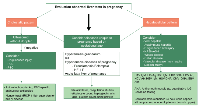 Summary : This flowchart outlines the diagnostic approach to evaluating abnormal liver tests in pregnancy, distinguishing between cholestatic and hepatocellular patterns, and detailing subsequent investigations and considerations based on findings.
flowchart:
# Nodes :
• Start node: "Evaluation abnormal liver tests in pregnancy" (rectangle, top center)
• Branch node: "Cholestatic pattern" (rounded rectangle, left)
• Branch node: "Hepatocellular pattern" (rounded rectangle, right)
• Process node: "Ultrasound without doppler" (rectangle, under cholestatic pattern)
• Decision node: "If negative" (rectangle, under ultrasound)
• Consideration node: "Consider: - Drug induced injury - PBC - PSC" (rectangle, under decision node)
• Test node: "Anti-mitochondrial Ab; PBC-specific antinuclear antibodies - Noncontrast MRCP if high suspicion for biliary disease" (rectangle, bottom left)
• Central process node: "Consider diseases unique to pregnancy based on gestational age" (rectangle, center)
• List node: "Hyperemesis gravidarum ICP Hypertensive diseases of pregnancy - Preeclampsia/Eclampsia - HELLP Acute fatty liver of pregnancy" (rectangle, under central process node)
• Test node: "Bile acid level, coagulation studies, reticulocyte count, haptoglobin, uric acid, platelet count, urine protein" (rectangle, bottom center)
• Consideration node: "Consider: - Viral hepatitis - Autoimmune hepatitis - Drug induced liver injury - NASH/ASH - Wilson disease - Celiac disease - Vascular disease (may require Doppler study)" (rectangle, under hepatocellular pattern)
• Test node: "HAV IgM, HBsAg, HBc IgM, HBV DNA, HDV Ab, HCV Ab, HEV IgM, HSV DNA, CMV DNA, EBV Abs ANA, Anti smooth muscle ab, quantitative IgG, Celiac ab testing Ceruloplasmin (consider 24-hour urine copper, slit lamp exam, nonceruloplasmin bound copper)" (rectangle, bottom right)
# Connectors :
• Downward arrows from "Evaluation abnormal liver tests in pregnancy" to both "Cholestatic pattern" and "Hepatocellular pattern", and to "Consider diseases unique to pregnancy based on gestational age".
• Downward arrow from "Cholestatic pattern" to "Ultrasound without doppler".
• Downward arrow from "Ultrasound without doppler" to "If negative".
• Downward arrow from "If negative" to "Consider: - Drug induced injury - PBC - PSC".
• Downward arrow from "Consider: - Drug induced injury - PBC - PSC" to "Anti-mitochondrial Ab; PBC-specific antinuclear antibodies - Noncontrast MRCP if high suspicion for biliary disease".
• Downward arrow from "Consider diseases unique to pregnancy based on gestational age" to "Hyperemesis gravidarum ICP Hypertensive diseases of pregnancy - Preeclampsia/Eclampsia - HELLP Acute fatty liver of pregnancy".
• Downward arrow from "Hyperemesis gravidarum..." to "Bile acid level, coagulation studies, reticulocyte count, haptoglobin, uric acid, platelet count, urine protein".
• Downward arrow from "Hepatocellular pattern" to "Consider: - Viral hepatitis - Autoimmune hepatitis - Drug induced liver injury - NASH/ASH - Wilson disease - Celiac disease - Vascular disease (may require Doppler study)".
• Downward arrow from "Consider: - Viral hepatitis..." to "HAV IgM, HBsAg, HBc IgM, HBV DNA, HDV Ab, HCV Ab, HEV IgM, HSV DNA, CMV DNA, EBV Abs ANA, Anti smooth muscle ab, quantitative IgG, Celiac ab testing Ceruloplasmin (consider 24-hour urine copper, slit lamp exam, nonceruloplasmin bound copper)".
# Layout :
• The flowchart is organized in a top-down manner, starting with a central evaluation node, splitting into three main branches: cholestatic pattern (left), hepatocellular pattern (right), and pregnancy-specific diseases (center).
• Each branch contains sequential steps, with the left and right branches including further diagnostic considerations and specific tests.
• The central branch focuses on pregnancy-specific conditions and associated laboratory investigations.
# Analysis :
• The flowchart provides a systematic approach to evaluating abnormal liver tests in pregnancy, emphasizing the importance of pattern recognition (cholestatic vs. hepatocellular) and gestational age.
• It guides clinicians through appropriate imaging, laboratory tests, and disease considerations, ensuring comprehensive assessment and targeted workup based on initial findings.
• The structure allows for exclusion of common etiologies before considering rare or pregnancy-specific conditions.
