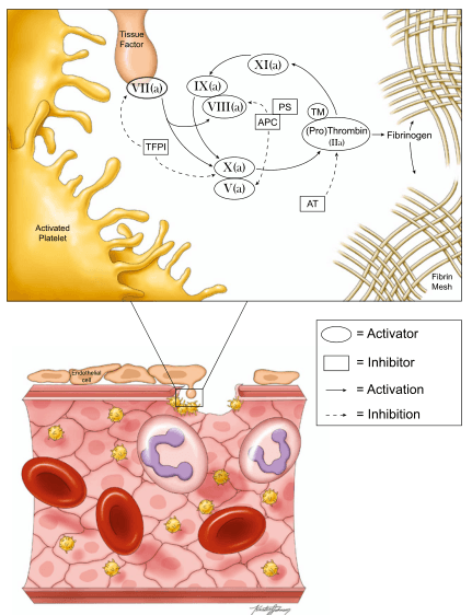 Summary : This figure illustrates the process of blood coagulation, focusing on the interactions between coagulation factors, inhibitors, and platelets at a site of vascular injury, and the formation of a fibrin mesh. It combines a schematic pathway diagram (top) with a cross-sectional tissue illustration (bottom), and includes a legend explaining the symbols used.
process diagram and medical illustration:
# Schematic Pathway Diagram (Top) :
• Shows the cascade of coagulation factors involved in blood clotting.
• Key factors depicted: VII(a), IX(a), VIII(a), XI(a), X(a), V(a), (Pro)Thrombin (IIa).
• Inhibitors shown: TFPI, APC, PS, TM, AT.
• Tissue Factor is present at the site of injury, activating VII(a).
• Activated Platelet is shown as the starting point for the cascade.
• Fibrinogen is converted to Fibrin Mesh via (Pro)Thrombin (IIa).
• Solid arrows indicate activation; dashed arrows indicate inhibition.
• Legend clarifies: ovals = Activator, rectangles = Inhibitor, solid line = Activation, dashed line = Inhibition.
# Cross-sectional Tissue Illustration (Bottom) :
• Depicts a blood vessel wall with endothelial cells, red blood cells, white blood cells, and platelets.
• Shows platelets adhering to the vessel wall at the site of injury.
• Fibrin mesh is forming at the injury site, trapping blood cells.
• Endothelial cells line the vessel lumen.
• Platelets are shown in yellow, red blood cells in red, white blood cells in purple.
# Key Nodes and Interactions :
• Activators: VII(a), IX(a), VIII(a), XI(a), X(a), V(a), (Pro)Thrombin (IIa).
• Inhibitors: TFPI, APC, PS, TM, AT.
• Activation pathways: Tissue Factor → VII(a); VII(a) → IX(a); IX(a) + VIII(a) → X(a); X(a) + V(a) → (Pro)Thrombin (IIa); (Pro)Thrombin (IIa) → Fibrinogen → Fibrin Mesh.
• Inhibition pathways: TFPI inhibits VII(a); APC/PS inhibits VIII(a) and V(a); TM/AT inhibits (Pro)Thrombin (IIa).
# Legend :
• Oval shape = Activator.
• Rectangle shape = Inhibitor.
• Solid line = Activation.
• Dashed line = Inhibition.
# Analysis :
• The figure visually integrates the molecular coagulation cascade with its anatomical context at a vascular injury site.
• It highlights the balance between activation and inhibition in clot formation.
• The schematic clarifies how multiple factors and inhibitors interact to regulate thrombin generation and fibrin mesh formation.
• The tissue illustration contextualizes the process, showing how platelets and fibrin mesh physically contribute to clotting at the site of vessel damage.