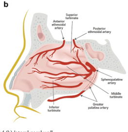 Summary : This is a labeled anatomical illustration of the arterial blood supply to the lateral wall of the human nasal cavity, showing the main arteries and their branches in relation to nasal structures.
illustration:
# Scene Overview :
• Main subject is the lateral wall of the nasal cavity, depicted in a sagittal section.
• Shows the distribution of arteries supplying the nasal mucosa.
• Key anatomical landmarks labeled: superior turbinate, middle turbinate, inferior turbinate.
# Technical Details :
• No scale bar or magnification indicated.
• Arteries are shown in red, with branching patterns clearly illustrated.
• Labeled arteries: anterior ethmoidal artery, posterior ethmoidal artery, sphenopalatine artery, greater palatine artery.
# Spatial Relationships :
• The anterior ethmoidal artery and posterior ethmoidal artery are shown entering the nasal cavity from the upper region.
• The sphenopalatine artery and greater palatine artery supply the lower and posterior regions.
• The turbinates (superior, middle, inferior) are used as reference points for arterial distribution.
# Analysis :
• The illustration highlights the rich vascular network of the nasal cavity, with multiple arteries converging in the region of the turbinates.
• The sphenopalatine artery appears to be a major supplier to the posterior and inferior regions.
• The ethmoidal arteries supply the upper and anterior regions.
• This figure is useful for understanding the sources of nasal blood supply, relevant for clinical contexts such as epistaxis (nosebleeds).