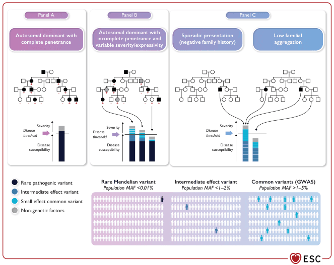 Summary : This figure illustrates the genetic architecture of inherited cardiac conditions, comparing patterns of inheritance, variant types, and disease susceptibility across different scenarios: autosomal dominant with complete penetrance, autosomal dominant with incomplete penetrance/variable expressivity, sporadic presentation, and low familial aggregation. It integrates pedigree diagrams, bar charts of disease susceptibility, and population frequency graphics for rare, intermediate, and common genetic variants.
flowchart and schematic diagram:
# Panel Structure :
• Three main panels: Panel A, Panel B, Panel C.
• Panel A: "Autosomal dominant with complete penetrance".
• Panel B: "Autosomal dominant with incomplete penetrance and variable severity/expressivity".
• Panel C: Two sub-panels: "Sporadic presentation (negative family history)" and "Low familial aggregation".
# Pedigree Diagrams :
• Each panel contains a pedigree chart with squares (males) and circles (females), filled (affected) and unfilled (unaffected).
• Panel A: Multiple affected individuals in each generation, consistent with autosomal dominant inheritance.
• Panel B: Some carriers unaffected, variable expressivity and penetrance.
• Panel C: Few affected individuals, often only one per family or scattered cases.
# Disease Susceptibility Bar Charts :
• Each panel shows a vertical bar chart representing "Disease susceptibility" and a "Disease threshold".
• Panel A: Single tall bar (rare pathogenic variant) exceeding the threshold.
• Panel B: Multiple bars of varying heights (rare, intermediate, common variants, and non-genetic factors) sometimes exceeding the threshold.
• Panel C: Several shorter bars (intermediate, common variants, non-genetic factors) collectively exceeding the threshold.
# Variant Types and Population Frequency :
• Legend for variant types:
• Dark blue: Rare pathogenic variant.
• Medium blue: Intermediate effect variant.
• Light blue: Small effect common variant.
• Grey: Non-genetic factors.
• Three population frequency graphics:
• "Rare Mendelian variant" (MAF <0.01%): Very few individuals affected.
• "Intermediate effect variant" (MAF <1–2%): More individuals affected.
• "Common variants (GWAS)" (MAF >1–5%): Many individuals affected.
# Design Encodings :
• Colour-coded bars and pedigree symbols.
• Arrows indicating inheritance and contribution to disease susceptibility.
• "+" and "–" signs below individuals indicating presence/absence of disease susceptibility.
# Analysis :
• Panel A shows classic Mendelian inheritance with high penetrance: a single rare pathogenic variant is sufficient for disease.
• Panel B demonstrates incomplete penetrance and variable expressivity: disease may require a combination of rare, intermediate, and common variants, plus non-genetic factors.
• Panel C illustrates sporadic or low familial aggregation: disease arises from the cumulative effect of multiple common and intermediate variants, often without a strong family history.
• The population frequency graphics highlight that rare variants are present in very few individuals, while common variants are widespread but confer lower individual risk.
• Overall, the figure emphasizes the spectrum from monogenic to polygenic inheritance in cardiac conditions, with increasing complexity and decreasing familial clustering as variant frequency rises.