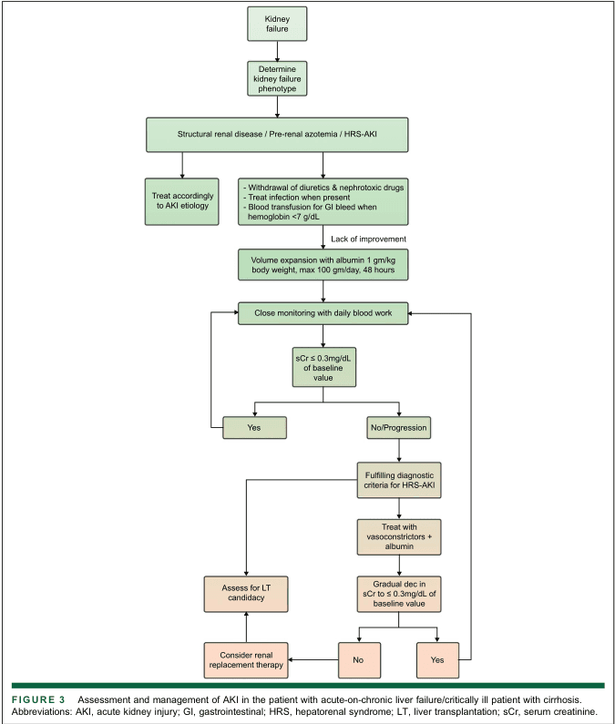 Summary : This flowchart outlines the assessment and management of acute kidney injury (AKI) in patients with acute-on-chronic liver failure or critically ill patients with cirrhosis, including diagnostic steps, treatment options, and decision points for liver transplantation (LT) and renal replacement therapy.
flowchart:
# Nodes :
• Start (rectangle): "Kidney failure"
• Decision (rectangle): "Determine kidney failure phenotype"
• Process (rectangle): "Structural renal disease / Pre-renal azotemia / HRS-AKI"
• Process (rectangle): "Treat accordingly to AKI etiology"
• Process (rectangle):
- "Withdrawal of diuretics & nephrotoxic drugs"
- "Treat infection when present"
- "Blood transfusion for GI bleed when hemoglobin <7 g/dL"
• Decision (rectangle): "Lack of improvement"
• Process (rectangle): "Volume expansion with albumin 1 gm/kg body weight, max 100 gm/day, 48 hours"
• Process (rectangle): "Close monitoring with daily blood work"
• Decision (diamond): "sCr ≤ 0.3mg/dL of baseline value"
• Terminal (rectangle): "Yes"
• Terminal (rectangle): "No/Progression"
• Process (rectangle): "Fulfilling diagnostic criteria for HRS-AKI"
• Process (rectangle): "Treat with vasoconstrictors + albumin"
• Decision (diamond): "Gradual dec in sCr to ≤ 0.3mg/dL of baseline value"
• Terminal (rectangle): "Yes"
• Terminal (rectangle): "No"
• Process (rectangle): "Assess for LT candidacy"
• Process (rectangle): "Consider renal replacement therapy"
# Connectors :
• Arrows flow top-down, with decision diamonds splitting into "Yes" and "No/Progression" branches.
• After "Kidney failure" → "Determine kidney failure phenotype" → "Structural renal disease / Pre-renal azotemia / HRS-AKI".
• "Treat accordingly to AKI etiology" and the box with withdrawal/treatment/transfusion are parallel options.
• If "Lack of improvement", proceed to "Volume expansion with albumin".
• Then to "Close monitoring with daily blood work".
• At "sCr ≤ 0.3mg/dL of baseline value", "Yes" leads to "Assess for LT candidacy", then "Consider renal replacement therapy".
• "No/Progression" leads to "Fulfilling diagnostic criteria for HRS-AKI", then "Treat with vasoconstrictors + albumin".
• Next decision: "Gradual dec in sCr to ≤ 0.3mg/dL of baseline value" splits to "Yes" (to "Assess for LT candidacy") and "No" (to "Consider renal replacement therapy").
# Layout :
• Vertical, top-down arrangement.
• Parallel process boxes for initial treatment options.
• Decision diamonds create branches for improvement vs. progression.
• Merges at "Assess for LT candidacy" and "Consider renal replacement therapy".
• Colour coding: green for process/decision nodes, tan for terminal/therapy nodes.
# Analysis :
• The flowchart provides a stepwise approach for AKI management in cirrhotic patients, emphasizing initial withdrawal of nephrotoxic agents, volume expansion, and close monitoring.
• Decision points are based on serum creatinine (sCr) changes relative to baseline.
• If AKI does not improve, further diagnostic criteria for hepatorenal syndrome (HRS-AKI) are applied, with escalation to vasoconstrictor therapy and albumin.
• Final management options include assessment for liver transplantation and consideration of renal replacement therapy, depending on response to treatment.
• The workflow is logical, with clear escalation steps and criteria for moving to advanced therapies.