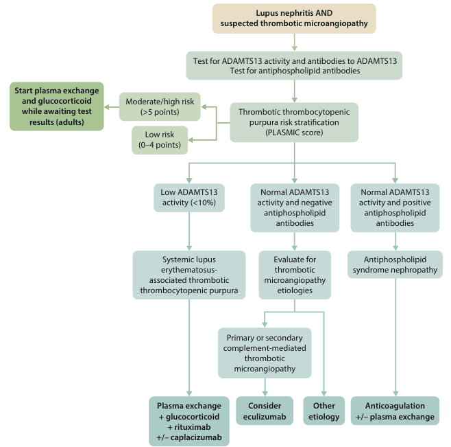 Summary : This flowchart outlines the diagnostic and initial management pathway for adults with lupus nephritis and suspected thrombotic microangiopathy, focusing on risk stratification, laboratory testing, and subsequent treatment options based on ADAMTS13 activity and antiphospholipid antibody results.
flowchart:
# Nodes :
• "Lupus nephritis AND suspected thrombotic microangiopathy" (rounded rectangle, top node)
• "Test for ADAMTS13 activity and antibodies to ADAMTS13" (rectangle)
• "Test for antiphospholipid antibodies" (rectangle, merged with above)
• "Thrombotic thrombocytopenic purpura risk stratification (PLASMIC score)" (rectangle)
• "Start plasma exchange and glucocorticoid while awaiting test results (adults)" (rectangle, green highlight, left side)
• "Moderate/high risk (>5 points)" (rectangle, left branch)
• "Low risk (0–4 points)" (rectangle, left branch)
• "Low ADAMTS13 activity (<10%)" (rectangle)
• "Systemic lupus erythematosus-associated thrombotic thrombocytopenic purpura" (rectangle)
• "Plasma exchange + glucocorticoid + rituximab +/- caplacizumab" (rectangle, green highlight)
• "Normal ADAMTS13 activity and negative antiphospholipid antibodies" (rectangle)
• "Evaluate for thrombotic microangiopathy etiologies" (rectangle)
• "Primary or secondary complement-mediated thrombotic microangiopathy" (rectangle)
• "Consider eculizumab" (rectangle, green highlight)
• "Other etiology" (rectangle)
• "Normal ADAMTS13 activity and positive antiphospholipid antibodies" (rectangle)
• "Antiphospholipid syndrome nephropathy" (rectangle)
• "Anticoagulation +/- plasma exchange" (rectangle, green highlight)
# Connectors :
• Downward arrows connect each step, with branches at risk stratification and ADAMTS13/antibody results.
• "Start plasma exchange and glucocorticoid..." is a side branch from the initial risk stratification for adults.
• Risk stratification (PLASMIC score) splits into "Moderate/high risk" and "Low risk".
• Both risk branches converge on ADAMTS13 activity results.
• "Low ADAMTS13 activity (<10%)" leads to lupus-associated TTP and then to specific therapy.
• "Normal ADAMTS13 activity and negative antiphospholipid antibodies" leads to evaluation for other etiologies, which further splits into complement-mediated TMA (with eculizumab) and other causes.
• "Normal ADAMTS13 activity and positive antiphospholipid antibodies" leads to antiphospholipid syndrome nephropathy and anticoagulation therapy.
# Layout :
• Vertical flow from top to bottom, with horizontal branches for risk stratification and antibody results.
• Green-highlighted rectangles indicate urgent or specific therapeutic interventions.
• Three main terminal branches: plasma exchange-based therapy, eculizumab consideration, and anticoagulation.
# Analysis :
• The flowchart provides a clear, stepwise approach for differentiating causes of thrombotic microangiopathy in lupus nephritis, using risk scores and laboratory results to guide therapy.
• Immediate plasma exchange and glucocorticoid therapy is recommended for adults at moderate/high risk while awaiting test results.
• ADAMTS13 activity and antiphospholipid antibody status are pivotal in determining the diagnosis and subsequent treatment, with distinct pathways for lupus-associated TTP, complement-mediated TMA, and antiphospholipid syndrome nephropathy.
• The chart emphasizes rapid initiation of therapy in high-risk cases and tailored treatment based on etiology.