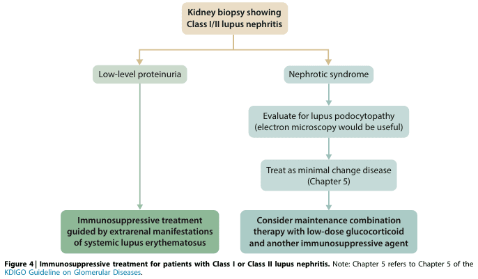 Summary : This flowchart outlines the recommended immunosuppressive treatment strategies for patients with Class I or Class II lupus nephritis, based on kidney biopsy findings and clinical presentation (low-level proteinuria vs. nephrotic syndrome).
flowchart:
# Nodes :
• Kidney biopsy showing Class I/II lupus nephritis (rounded rectangle, top node)
• Low-level proteinuria (rounded rectangle, left branch)
• Nephrotic syndrome (rounded rectangle, right branch)
• Immunosuppressive treatment guided by extrarenal manifestations of systemic lupus erythematosus (rounded rectangle, leftmost bottom node)
• Evaluate for lupus podocytopathy (electron microscopy would be useful) (rounded rectangle, right branch, intermediate node)
• Treat as minimal change disease (Chapter 5) (rounded rectangle, right branch, intermediate node)
• Consider maintenance combination therapy with low-dose glucocorticoid and another immunosuppressive agent (rounded rectangle, rightmost bottom node, bolded text)
# Connectors :
• Downward arrows from the top node to "Low-level proteinuria" and "Nephrotic syndrome" (branching into two paths).
• "Low-level proteinuria" leads directly down to "Immunosuppressive treatment guided by extrarenal manifestations of systemic lupus erythematosus".
• "Nephrotic syndrome" leads down to "Evaluate for lupus podocytopathy (electron microscopy would be useful)".
• "Evaluate for lupus podocytopathy" leads down to "Treat as minimal change disease (Chapter 5)".
• "Treat as minimal change disease" leads down to "Consider maintenance combination therapy with low-dose glucocorticoid and another immunosuppressive agent".
# Layout :
• Vertical flow, starting from a single top node, splitting into two parallel branches (left: low-level proteinuria, right: nephrotic syndrome).
• Left branch is a single-step path; right branch is a multi-step path with three nodes.
• All nodes are rounded rectangles; the final rightmost node uses bold text for emphasis.
# Analysis :
• The flowchart distinguishes treatment approaches based on proteinuria severity in lupus nephritis.
• Patients with low-level proteinuria receive immunosuppression based on extrarenal lupus activity.
• Patients with nephrotic syndrome are evaluated for lupus podocytopathy and treated as minimal change disease, with consideration for maintenance combination therapy (low-dose glucocorticoid plus another immunosuppressive agent).
• The right branch is more complex, reflecting additional diagnostic and therapeutic steps for nephrotic syndrome.
• The chart references Chapter 5 of the KDIGO Guideline for further details on minimal change disease management.