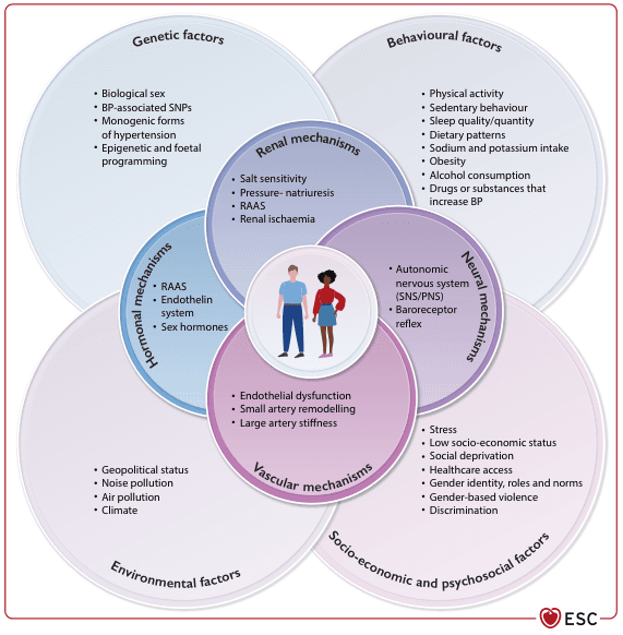 Summary : This figure presents a comprehensive overview of the multifactorial causes and mechanisms underlying blood pressure (BP) elevation and hypertension, organised as overlapping Venn diagrams. It categorises risk factors into genetic, behavioural, environmental, and socio-economic/psychosocial domains, and details the physiological mechanisms (renal, hormonal, neural, vascular) that mediate BP regulation.
venn diagram / conceptual illustration:
# Main Domains :
• Genetic factors: Biological sex, BP-associated SNPs, monogenic forms of hypertension, epigenetic and foetal programming.
• Behavioural factors: Physical activity, sedentary behaviour, sleep quality/quantity, dietary patterns, sodium and potassium intake, obesity, alcohol consumption, drugs/substances that increase BP.
• Environmental factors: Geopolitical status, noise pollution, air pollution, climate.
• Socio-economic and psychosocial factors: Stress, low socio-economic status, social deprivation, healthcare access, gender identity/roles/norms, gender-based violence, discrimination.
# Physiological Mechanisms (Central Overlapping Circles) :
## Renal mechanisms :
• Salt sensitivity
• Pressure-natriuresis
• RAAS (Renin-Angiotensin-Aldosterone System)
• Renal ischaemia
## Hormonal mechanisms :
• RAAS
• Endothelin system
• Sex hormones
## Neural mechanisms :
• Autonomic nervous system (SNS/PNS)
• Baroreceptor reflex
## Vascular mechanisms :
• Endothelial dysfunction
• Small artery remodelling
• Large artery stiffness
# Central Illustration :
• At the centre, a cartoon of a man and woman symbolises the affected population.
# Design Encodings :
• Each domain is represented by a large, coloured circle with overlapping regions for mechanisms.
• Mechanisms are shown as smaller, darker circles overlapping the main domains.
• Bulleted lists within each circle detail specific factors/mechanisms.
• ESC logo at bottom right.
# Analysis :
• The figure visually emphasises that hypertension is a complex, multifactorial condition resulting from the interplay of genetic, behavioural, environmental, and socio-economic/psychosocial factors.
• Physiological mechanisms (renal, hormonal, neural, vascular) are central and overlap with all domains, indicating their integrative role in BP regulation.
• The central placement of the affected individuals highlights the human impact and the need for a holistic approach to hypertension prevention and management.
• No quantitative data or statistical relationships are presented; the figure is conceptual and descriptive.