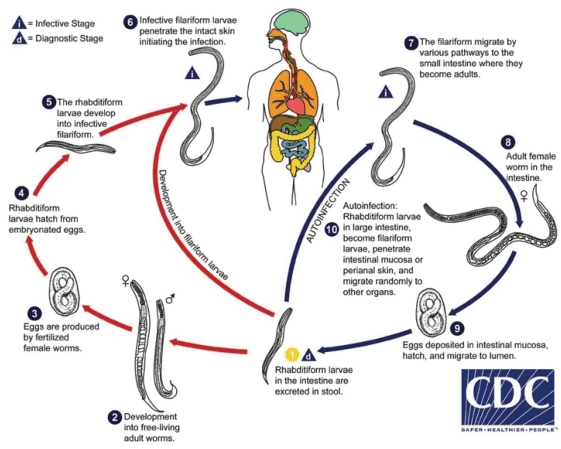 Summary : This diagram illustrates the life cycle of Strongyloides stercoralis, a parasitic nematode, showing both free-living and parasitic cycles, as well as the possibility of autoinfection in humans. The process includes stages in the environment and within the human host, with clear indications of infective and diagnostic stages.