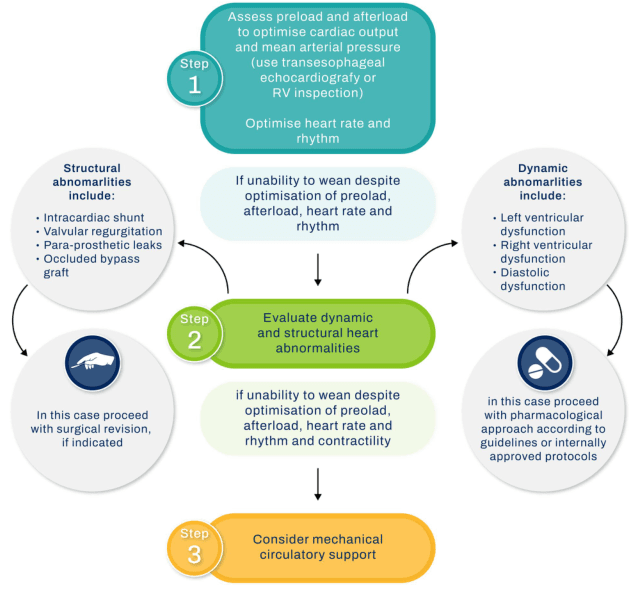 Summary : This flowchart outlines a stepwise approach for managing patients who are difficult to wean from cardiopulmonary bypass, focusing on the assessment and optimization of cardiac function, identification of structural and dynamic heart abnormalities, and escalation to surgical or pharmacological interventions, with consideration of mechanical circulatory support as a final step.
flowchart:
# Nodes :
• Step 1 (rounded rectangle): "Assess preload and afterload to optimise cardiac output and mean arterial pressure (use transesophageal echocardiography or RV inspection). Optimise heart rate and rhythm."
• Decision (rectangle): "If inability to wean despite optimisation of preload, afterload, heart rate and rhythm"
• Step 2 (rounded rectangle): "Evaluate dynamic and structural heart abnormalities"
• Decision (rectangle): "If inability to wean despite optimisation of preload, afterload, heart rate and rhythm and contractility"
• Step 3 (rounded rectangle): "Consider mechanical circulatory support"
• Structural abnormalities (circle): "Structural abnormalities include: Intracardiac shunt, Valvular regurgitation, Para-prosthetic leaks, Occluded bypass graft"
• Surgical revision (circle): "In this case proceed with surgical revision, if indicated"
• Dynamic abnormalities (circle): "Dynamic abnormalities include: Left ventricular dysfunction, Right ventricular dysfunction, Diastolic dysfunction"
• Pharmacological approach (circle): "In this case proceed with pharmacological approach according to guidelines or internally approved protocols"
# Connectors :
• Downward arrows connect each step in sequence (Step 1 → Step 2 → Step 3).
• From the decision points after Step 1 and Step 2, arrows branch to the left (structural abnormalities) and right (dynamic abnormalities).
• From "Structural abnormalities" node, arrow leads to "Surgical revision" node.
• From "Dynamic abnormalities" node, arrow leads to "Pharmacological approach" node.
# Layout :
• The flowchart is vertically oriented with three main steps in the center.
• At each decision point, the chart branches horizontally to the left (structural) and right (dynamic) for further evaluation and intervention.
• Circular nodes for abnormalities and interventions are placed laterally, with arrows looping back to the main flow as appropriate.
# Analysis :
• The flowchart provides a logical, stepwise escalation for managing failure to wean from cardiopulmonary bypass.
• It emphasizes initial optimization of hemodynamics, followed by targeted evaluation for structural or dynamic cardiac issues.
• Interventions are tailored: surgical for structural problems, pharmacological for dynamic dysfunction.
• If all else fails, mechanical circulatory support is considered as a last resort.