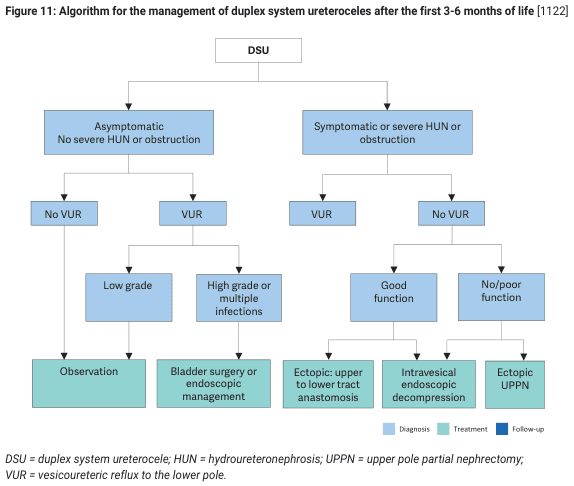 Summary : This flowchart presents an algorithm for the management of duplex system ureteroceles (DSU) in infants after the first 3–6 months of life, outlining diagnostic and treatment pathways based on symptoms, presence of hydronephrosis/obstruction, vesicoureteric reflux (VUR), and renal function.
flowchart:
# Nodes :
• Start (rectangle): DSU
• Decision (rectangle): Asymptomatic, No severe HUN or obstruction
• Decision (rectangle): Symptomatic or severe HUN or obstruction
• Decision (rectangle): No VUR (from Asymptomatic)
• Decision (rectangle): VUR (from Asymptomatic)
• Decision (rectangle): VUR (from Symptomatic)
• Decision (rectangle): No VUR (from Symptomatic)
• Decision (rectangle): Low grade (from VUR, Asymptomatic)
• Decision (rectangle): High grade or multiple infections (from VUR, Asymptomatic)
• Decision (rectangle): Good function (from No VUR, Symptomatic)
• Decision (rectangle): No/poor function (from No VUR, Symptomatic)
• Action (rectangle, green): Observation
• Action (rectangle, green): Bladder surgery or endoscopic management
• Action (rectangle, green): Ectopic: upper to lower tract anastomosis
• Action (rectangle, green): Intravesical endoscopic decompression
• Action (rectangle, green): Ectopic UPPN
# Connectors :
• DSU splits into two main branches: Asymptomatic/No severe HUN or obstruction and Symptomatic/severe HUN or obstruction.
• Asymptomatic branch splits into No VUR and VUR.
• No VUR leads to Observation.
• VUR splits into Low grade (leading to Observation) and High grade or multiple infections (leading to Bladder surgery or endoscopic management).
• Symptomatic/severe HUN or obstruction splits into VUR and No VUR.
• VUR leads to Ectopic: upper to lower tract anastomosis.
• No VUR splits into Good function (leading to Intravesical endoscopic decompression) and No/poor function (leading to Ectopic UPPN).
# Layout :
• The flowchart is organized in a top-down manner, starting with DSU at the top, splitting into two main diagnostic branches, and further subdividing based on clinical findings and test results.
• Treatment and follow-up actions are shown at the bottom in green rectangles.
• Color coding: Diagnosis (light blue), Treatment (green), Follow-up (dark blue).
# Analysis :
• The algorithm prioritizes observation for asymptomatic cases without VUR or with low-grade VUR.
• Surgical or endoscopic intervention is recommended for high-grade VUR, multiple infections, or symptomatic cases with obstruction.
• The presence and grade of VUR, as well as renal function, are key determinants in management decisions.
• The flowchart provides a clear, stepwise approach to guide clinicians in selecting appropriate management strategies for infants with DSU.