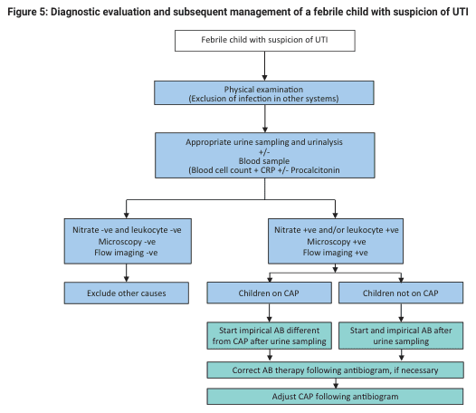 Summary : This flowchart outlines the diagnostic evaluation and management steps for a febrile child with suspected urinary tract infection (UTI), including physical examination, urine and blood testing, and subsequent treatment decisions based on test results.
flowchart:
# Nodes :
• Febrile child with suspicion of UTI (rectangle)
• Physical examination (Exclusion of infection in other systems) (rectangle)
• Appropriate urine sampling and urinalysis +/- Blood sample (Blood cell count + CRP +/- Procalcitonin) (rectangle)
• Nitrate -ve and leukocyte -ve, Microscopy -ve, Flow imaging -ve (rectangle)
• Exclude other causes (rectangle)
• Nitrate +ve and/or leukocyte +ve, Microscopy +ve, Flow imaging +ve (rectangle)
• Children on CAP (rectangle)
• Start empirical AB different from CAP after urine sampling (rectangle)
• Correct AB therapy following antibiogram, if necessary (rectangle)
• Adjust CAP following antibiogram (rectangle)
• Children not on CAP (rectangle)
• Start and empirical AB after urine sampling (rectangle)
• Correct AB therapy following antibiogram, if necessary (rectangle)
• Adjust CAP following antibiogram (rectangle)
# Connectors :
• Downward arrows connect each step in sequence.
• After urine and blood sampling, the flow splits into two branches:
– Left branch: Nitrate -ve and leukocyte -ve, Microscopy -ve, Flow imaging -ve → Exclude other causes.
– Right branch: Nitrate +ve and/or leukocyte +ve, Microscopy +ve, Flow imaging +ve → further split into Children on CAP and Children not on CAP.
• Children on CAP → Start empirical AB different from CAP after urine sampling → Correct AB therapy following antibiogram, if necessary → Adjust CAP following antibiogram.
• Children not on CAP → Start and empirical AB after urine sampling → Correct AB therapy following antibiogram, if necessary → Adjust CAP following antibiogram.
# Layout :
• Vertical flow from top to bottom.
• Main decision split after urine and blood sampling, with two branches for test results.
• Further split in the positive test branch for children on CAP vs. not on CAP.
• Each treatment branch ends with adjustment based on antibiogram.
# Analysis :
• The flowchart provides a clear, stepwise approach for evaluating and managing febrile children with suspected UTI.
• Initial exclusion of other infections is followed by targeted urine and blood testing.
• Negative test results prompt consideration of other causes, while positive results lead to empiric antibiotic therapy, tailored based on whether the child is on continuous antibiotic prophylaxis (CAP).
• Final therapy is adjusted according to antibiogram results, ensuring appropriate antibiotic use.