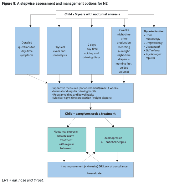 Summary : This flowchart outlines a stepwise assessment and management protocol for children aged 5 years or older with nocturnal enuresis (NE), detailing initial evaluation, supportive measures, treatment options, and re-evaluation steps.
flowchart:
# Nodes :
• Child ≥ 5 years with nocturnal enuresis (rectangle)
• Detailed questions for day-time symptoms (rectangle)
• Physical exam and urinalysis (rectangle)
• 2 days day-time voiding and drinking diary (rectangle)
• 2 weeks night-time urine production recording (= weight night-time diapers + morning first voided volume) (rectangle)
• Upon indication: Urine microscopy, Uroflowmetry, Ultrasound, ENT referral, Psychologist referral (rectangle)
• Supportive measures (not a treatment) (max. 4 weeks): Normal and regular drinking habits, Regular voiding and bowel habits, Monitor night-time production (weight diapers) (rectangle)
• Child + caregivers seek a treatment (rectangle)
• Nocturnal enuresis wetting alarm treatment with regular follow-up (rectangle)
• desmopressin +/- anticholinergics (rectangle)
• If no improvement (< 4 weeks) OR Lack of compliance + Re-evaluate (rectangle)
• ENT = ear, nose and throat. (footnote)
# Connectors :
• The initial node ("Child ≥ 5 years with nocturnal enuresis") branches into five parallel assessment nodes.
• All five assessment nodes converge into the "Supportive measures" node.
• "Supportive measures" leads to "Child + caregivers seek a treatment".
• "Child + caregivers seek a treatment" branches into two treatment options: "Nocturnal enuresis wetting alarm treatment with regular follow-up" and "desmopressin +/- anticholinergics".
• Both treatment options converge into the final node: "If no improvement (< 4 weeks) OR Lack of compliance + Re-evaluate".
# Layout :
• The flowchart is organized in a top-down manner, starting with the initial assessment, followed by supportive measures, then treatment options, and ending with re-evaluation.
• Parallel nodes for initial assessment are arranged horizontally.
• Treatment options are presented as parallel branches below the main treatment-seeking node.
# Analysis :
• The flowchart provides a clear, stepwise approach for managing nocturnal enuresis in children aged 5 and above.
• Initial assessment is comprehensive, including history, physical exam, diaries, and targeted investigations.
• Supportive measures are emphasized before initiating treatment.
• Two main treatment options are presented, with a built-in mechanism for re-evaluation if initial interventions fail or compliance is poor.
• The process is cyclical, allowing for repeated assessment and adjustment of management as needed.