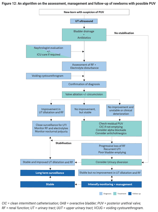 Summary : This figure presents a flowchart algorithm for the assessment, management, and follow-up of newborns with possible posterior urethral valve (PUV), detailing diagnostic steps, treatment options, and surveillance strategies based on clinical progression and response.
flowchart:
# Nodes :
• New-born with suspicion of PUV (rectangle)
• UT ultrasound (rectangle)
• Bladder drainage + Antibiotics (rectangle)
• Nephrologist evaluation +/- ICU care if required (parallelogram)
• Assessment of RF + Electrolyte disturbance (rectangle)
• Voiding cystourethrogram (rectangle)
• Confirmation of diagnosis (rectangle)
• Valve ablation +/- circumcision (rectangle)
• Improvement in UT dilatation and RF (rectangle)
• No improvement, but stable (rectangle)
• No improvement and unstable or clinical deterioration (rectangle)
• Check residual PUV, CIC if not emptying, Consider alpha blockade, Consider anticholinergics (rectangle)
• Progressive loss of RF, Recurrent UTI, Poor bladder emptying (rectangle)
• Consider Urinary diversion (rectangle)
• Stable and improved UT dilatation and RF (rectangle)
• Stable but no improvement in UT dilatation and RF (rectangle)
• Long term surveillance (rectangle)
• Stable (rectangle)
• Intensify monitoring + management (rectangle)
• Close surveillance for UTI, Monitor RF and electrolytes, Monitor nocturnal polyuria (rectangle)
• Stabilisation (rectangle)
• No stabilisation (label, right branch)
# Connectors :
• Arrows indicate progression from suspicion to diagnosis, treatment, and follow-up.
• Branches split after "Valve ablation +/- circumcision" into three paths: improvement, no improvement but stable, and no improvement with instability/clinical deterioration.
• Feedback loops from surveillance and management nodes back to stabilisation and further monitoring.
• Rightmost branch for "No stabilisation" leads to more intensive interventions.
# Layout :
• Vertical flow from top (initial suspicion) to bottom (stable outcome or intensified management).
• Horizontal branches after key decision points (e.g., post-treatment response).
• Colour coding: Diagnosis (light blue), Treatment (teal), Follow-up (dark blue).
• Explanatory abbreviations at the bottom: CIC, OAB, PUV, RF, UT, UUT, VCUG.
# Analysis :
• The algorithm is structured to escalate care based on clinical stability and response to initial treatment.
• Early steps focus on diagnosis and stabilisation, followed by targeted interventions (valve ablation, antibiotics).
• Surveillance and monitoring are emphasised for stable patients, while non-responders or those with deterioration are directed to more intensive management or urinary diversion.
• The flowchart ensures systematic assessment and minimises missed steps in the management of newborns with suspected PUV.