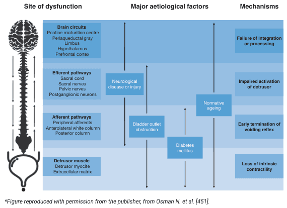 Summary : This figure illustrates the sites of dysfunction in the neural control of the lower urinary tract, the major aetiological factors contributing to these dysfunctions, and the resulting mechanisms of bladder dysfunction. It visually links anatomical/functional sites, causes, and pathophysiological outcomes.
flowchart:
# Sites of Dysfunction :
• Brain circuits: Pontine micturition centre, Periaqueductal gray, Limbic system, Hypothalamus, Prefrontal cortex.
• Efferent pathways: Sacral cord, Sacral nerves, Pelvic nerves, Postganglionic neurons.
• Afferent pathways: Peripheral afferents, Anterolateral white column, Posterior column.
• Detrusor muscle: Detrusor myocyte, Extracellular matrix.
# Major Aetiological Factors :
• Neurological disease or injury (affecting brain circuits, efferent, and afferent pathways).
• Bladder outlet obstruction (affecting efferent and afferent pathways).
• Diabetes mellitus (affecting afferent pathways and detrusor muscle).
• Normative ageing (affecting all sites).
# Mechanisms :
• Failure of integration or processing (linked to brain circuits).
• Impaired activation of detrusor (linked to efferent pathways).
• Early termination of voiding reflex (linked to afferent pathways).
• Loss of intrinsic contractility (linked to detrusor muscle).
# Connectors :
• Vertical arrows connect each site of dysfunction to its corresponding aetiological factors and mechanisms.
• Some aetiological factors (e.g., neurological disease or injury, normative ageing) span multiple sites and mechanisms.
# Layout :
• Three main columns: Site of dysfunction (left), Major aetiological factors (center), Mechanisms (right).
• Rows correspond to anatomical/functional levels from brain to bladder muscle.
• Arrows indicate causal or contributory relationships across columns.
# Analysis :
• The diagram highlights that bladder dysfunction can arise from multiple neural and muscular sites, with overlapping aetiological factors such as neurological disease, outlet obstruction, diabetes, and ageing.
• Mechanisms of dysfunction are specific to the site affected, but some factors (e.g., ageing) can impact all levels.
• The flowchart structure clarifies how different diseases or injuries can lead to specific bladder dysfunction mechanisms by affecting distinct anatomical pathways.