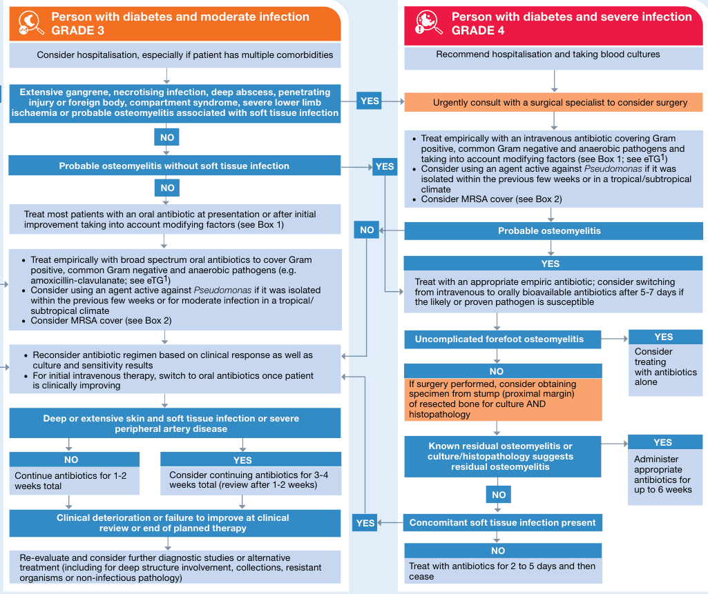 Summary : This flowchart provides a clinical decision-making pathway for the management of diabetic patients with moderate (Grade 3) and severe (Grade 4) infections, focusing on hospitalisation, antibiotic therapy, surgical consultation, and osteomyelitis treatment.
flowchart:
# Grade 3: Person with diabetes and moderate infection
Nodes :
• Start (rectangle): "Person with diabetes and moderate infection GRADE 3"
• Decision (rectangle): "Consider hospitalisation, especially if patient has multiple comorbidities"
• Decision (rectangle): "Extensive gangrene, necrotising infection, deep abscess, penetrating injury or foreign body, compartment syndrome, severe lower limb ischaemia or probable osteomyelitis associated with soft tissue infection"
• Decision (rectangle): "Probable osteomyelitis without soft tissue infection"
• Process (rectangle): "Treat most patients with an oral antibiotic at presentation or after initial improvement taking into account modifying factors (see Box 1)"
• Process (rectangle): "Treat empirically with broad spectrum oral antibiotics to cover Gram positive, common Gram negative and anaerobic pathogens (e.g. amoxicillin-clavulanate; see eTG1)"
• Process (rectangle): "Consider using an agent active against Pseudomonas if it was isolated within the previous few weeks or for moderate infection in a tropical/subtropical climate"
• Process (rectangle): "Consider MRSA cover (see Box 2)"
• Process (rectangle): "Reconsider antibiotic regimen based on clinical response as well as culture and sensitivity results"
• Process (rectangle): "For initial intravenous therapy, switch to oral antibiotics once patient is clinically improving"
• Decision (rectangle): "Deep or extensive skin and soft tissue infection or severe peripheral artery disease"
• Process (rectangle): "Continue antibiotics for 1-2 weeks total"
• Process (rectangle): "Consider continuing antibiotics for 3-4 weeks total (review after 1-2 weeks)"
• Decision (rectangle): "Clinical deterioration or failure to improve at clinical review or end of planned therapy"
• Process (rectangle): "Re-evaluate and consider further diagnostic studies or alternative treatment (including for deep structure involvement, collections, resistant organisms or non-infectious pathology)"
# Grade 4: Person with diabetes and severe infection
Nodes :
• Start (rectangle): "Person with diabetes and severe infection GRADE 4"
• Process (rectangle): "Recommend hospitalisation and taking blood cultures"
• Decision (rectangle): "Urgently consult with a surgical specialist to consider surgery"
• Process (rectangle): "Treat empirically with an intravenous antibiotic covering Gram positive, common Gram negative and anaerobic pathogens and taking into account modifying factors (see Box 1; see eTG1)"
• Process (rectangle): "Consider using an agent active against Pseudomonas if it was isolated within the previous few weeks or in a tropical/subtropical climate"
• Process (rectangle): "Consider MRSA cover (see Box 2)"
• Decision (rectangle): "Probable osteomyelitis"
• Process (rectangle): "Treat with an appropriate empiric antibiotic; consider switching from intravenous to orally bioavailable antibiotics after 5-7 days if the likely or proven pathogen is susceptible"
• Decision (rectangle): "Uncomplicated forefoot osteomyelitis"
• Process (rectangle): "Consider treating with antibiotics alone"
• Decision (rectangle): "If surgery performed, consider obtaining specimen from stump (proximal margin) of resected bone for culture AND histopathology"
• Decision (rectangle): "Known residual osteomyelitis or culture/histopathology suggests residual osteomyelitis"
• Process (rectangle): "Administer appropriate antibiotics for up to 6 weeks"
• Decision (rectangle): "Concomitant soft tissue infection present"
• Process (rectangle): "Treat with antibiotics for 2 to 5 days and then cease"
Connectors :
• Arrows indicate decision points (YES/NO) and direct flow to subsequent steps.
• YES/NO branches are clearly marked at each decision node.
• Some nodes loop back to earlier steps if clinical deterioration or failure to improve occurs.
Layout :
• Two parallel columns: left for Grade 3 (moderate infection), right for Grade 4 (severe infection).
• Each column starts with initial assessment, then branches based on clinical findings and response to therapy.
• Decision nodes and process steps are arranged vertically, with arrows connecting them according to clinical logic.
Analysis :
• The flowchart provides a structured approach for clinicians to manage diabetic infections, distinguishing between moderate and severe cases.
• Emphasises early hospitalisation and surgical consultation for severe infections.
• Antibiotic therapy is tailored based on infection severity, pathogen risk, and clinical response.
• Osteomyelitis management includes both medical and surgical options, with clear criteria for duration and type of antibiotic therapy.
• The chart highlights the importance of re-evaluation and diagnostic flexibility in cases of poor clinical response.
