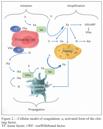Summary : This figure presents a cellular model of blood coagulation, illustrating the sequential activation of clotting factors and the roles of different cell types (TF-bearing cell, platelet, activated platelet) in the initiation, amplification, and propagation phases of coagulation.
flowchart:
# Phases of Coagulation :
• Initiation, Amplification, and Propagation are the three main phases depicted.
## Nodes :
• TF-bearing cell (red, with "TF" label)
• Platelet (yellow, labeled "Platelet")
• Activated platelet (blue-green, labeled "Activated platelet")
• Clotting factors: X, Xa, VIIa, IX, IXa, XI, XIa, II, IIa, V, Va, VIII, VIIIa, vWF (von Willebrand factor)
• Green rectangles represent activated forms of clotting factors (e.g., Va, VIIIa).
## Connectors :
• Arrows indicate activation and conversion steps between clotting factors.
• Initiation: TF-bearing cell activates VIIa, which then activates X to Xa (with Va), and IX to IXa.
• Amplification: II is converted to IIa, which activates V to Va, VIII/vWF to VIIIa, and XI to XIa on the platelet.
• Propagation: Activated platelet facilitates further activation of X to Xa (with Va), IX to IXa (with VIIIa), and XI to XIa, leading to more IIa production.
## Layout :
• The diagram is divided into three horizontal sections: Initiation (left), Amplification (center), Propagation (bottom).
• Arrows flow from TF-bearing cell to platelet, then to activated platelet, showing the progression of the coagulation cascade.
## Design Encodings :
• Cell types are color-coded: TF-bearing cell (red), Platelet (yellow), Activated platelet (blue-green).
• Activated clotting factors are shown in green rectangles.
• Blue arrows indicate activation pathways.
• Factor names and their activated forms are clearly labeled.
# Analysis :
• The figure visually demonstrates the stepwise activation of clotting factors, beginning with tissue factor (TF) exposure, progressing through platelet activation, and culminating in a robust propagation phase on the activated platelet surface.
• The amplification phase shows multiple feedback loops, with IIa (thrombin) activating several upstream factors, ensuring rapid and localized clot formation.
• The propagation phase highlights the central role of the activated platelet in sustaining and amplifying the coagulation response.