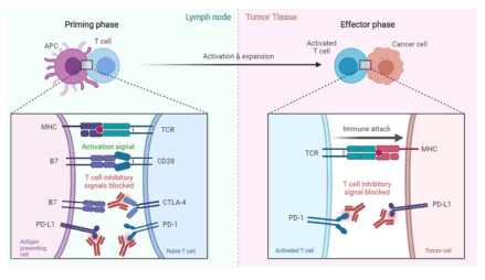 Summary : This figure illustrates the mechanism of T cell activation and inhibition in the context of cancer immunotherapy, showing both the priming phase in the lymph node and the effector phase in tumor tissue. It highlights how immune checkpoint inhibitors block inhibitory signals to enhance T cell-mediated immune attack against cancer cells.
process diagram:
# Priming Phase (Lymph Node) :
• Antigen-presenting cell (APC) interacts with a naive T cell.
• Key molecules involved: MHC, TCR, B7, CD28, CTLA-4, PD-1, PD-L1.
• Activation signal: MHC on APC binds TCR on T cell; B7 binds CD28.
• Inhibitory signals: CTLA-4 and PD-1 on T cell can bind B7 and PD-L1, respectively, to suppress activation.
• Immune checkpoint inhibitors (antibodies) block CTLA-4 and PD-1, preventing inhibitory signals.
# Effector Phase (Tumor Tissue) :
• Activated T cell interacts with a cancer cell.
• Key molecules: MHC, TCR, PD-1, PD-L1.
• T cell recognizes cancer cell via MHC-TCR interaction, leading to immune attack.
• PD-1 on T cell can bind PD-L1 on tumor cell, inhibiting T cell function.
• Immune checkpoint inhibitors block PD-1/PD-L1 interaction, sustaining T cell attack.
# Connectors :
• Arrow from priming phase to effector phase labeled "Activation & expansion".
• Dotted lines connect molecular interactions to cell-level diagrams.
# Layout :
• Two main panels: left (lymph node, priming phase), right (tumor tissue, effector phase).
• Each panel contains a zoomed-in molecular interaction diagram.
• Color-coded regions: blue for lymph node, pink for tumor tissue.
# Analysis :
• The figure demonstrates how immune checkpoint inhibitors (anti-CTLA-4, anti-PD-1, anti-PD-L1 antibodies) block inhibitory signals during both T cell priming and effector phases.
• Blocking these checkpoints enhances T cell activation and immune attack against cancer cells, providing a mechanistic basis for cancer immunotherapy.
• The process is sequential: initial activation in the lymph node, followed by immune attack in tumor tissue, with checkpoint inhibition acting at both stages.