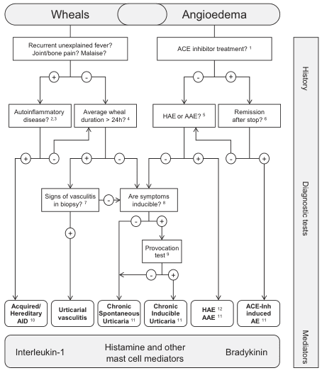 Summary : This flowchart provides a diagnostic algorithm for distinguishing between different causes of wheals and angioedema, based on patient history, diagnostic tests, and mediators involved.
flowchart:
# Nodes :
• Wheals (header, rounded rectangle)
• Angioedema (header, rounded rectangle)
• Recurrent unexplained fever? Joint/bone pain? Malaise? (rectangle)
• ACE inhibitor treatment? (rectangle)
• Autoinflammatory disease? (rectangle, with superscript references 2,3)
• Average wheal duration > 24h? (rectangle, with superscript reference 4)
• HAE or AAE? (rectangle, with superscript reference 5)
• Remission after stop? (rectangle, with superscript reference 6)
• Signs of vasculitis in biopsy? (rectangle, with superscript reference 7)
• Are symptoms inducible? (rectangle, with superscript reference 8)
• Provocation test (rectangle, with superscript reference 9)
• Acquired/Hereditary AID (rectangle, with superscript reference 10)
• Urticarial vasculitis (rectangle)
• Chronic Spontaneous Urticaria (rectangle, with superscript reference 11)
• Chronic Inducible Urticaria (rectangle, with superscript reference 11)
• HAE (rectangle, with superscript reference 12)
• AAE (rectangle, with superscript reference 11)
• ACE-Inh induced AE (rectangle, with superscript reference 11)
• Interleukin-1 (footer, rectangle)
• Histamine and other mast cell mediators (footer, rectangle)
• Bradykinin (footer, rectangle)
• History (vertical label, right margin)
• Diagnostic tests (vertical label, right margin)
• Mediators (vertical label, right margin)
# Connectors :
• Arrows connect each decision node to the next step based on a positive (+) answer.
• For Wheals:
– If recurrent unexplained fever/joint pain/malaise is present, proceed to autoinflammatory disease.
– If not, check average wheal duration > 24h.
– If duration > 24h, check for signs of vasculitis in biopsy.
– If vasculitis present, diagnose urticarial vasculitis.
– If not, diagnose acquired/hereditary AID.
– If duration ≤ 24h, check if symptoms are inducible.
– If inducible, perform provocation test.
– If positive, diagnose chronic inducible urticaria.
– If not inducible, diagnose chronic spontaneous urticaria.
• For Angioedema:
– If ACE inhibitor treatment, check for remission after stopping.
– If remission, diagnose ACE-Inh induced AE.
– If not, consider HAE or AAE.
– If no ACE inhibitor, check for HAE or AAE.
– If not, check if symptoms are inducible.
– If inducible, perform provocation test.
– If positive, diagnose chronic inducible urticaria.
– If not, diagnose chronic spontaneous urticaria.
• Final diagnoses are linked to mediators at the bottom: Interleukin-1, Histamine and other mast cell mediators, Bradykinin.
# Layout :
• Two main columns: Wheals (left) and Angioedema (right).
• Decision nodes flow vertically with branches for positive answers.
• Diagnostic categories at the bottom, aligned with their respective mediators.
• Vertical sidebars for History, Diagnostic tests, and Mediators.
# Analysis :
• The flowchart systematically differentiates between causes of wheals and angioedema using clinical history and diagnostic tests.
• It highlights the importance of symptom duration, inducibility, biopsy findings, and medication history.
• The chart links each diagnosis to its primary mediator, aiding in targeted therapy.
• The structure ensures that rare causes (e.g., autoinflammatory diseases, ACE inhibitor-induced angioedema) are considered early in the diagnostic process.