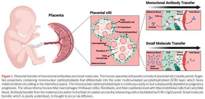 Summary : This figure illustrates the mechanisms of placental transfer for monoclonal antibodies and small molecules from maternal to fetal circulation, highlighting the structural organization of the placenta and placental villi, and the cellular pathways involved in each type of transfer.
illustration:
# Placenta Structure :
• Depicts a fetus connected to the placenta.
• The placenta is shown in cross-section, with a focus on the placental villi.
# Placental Villi :
• Enlarged schematic of a placental villus.
• Key cell types labeled: cytotrophoblast, syncytiotrophoblast (STB), fibroblast, fetal macrophage, fetal endothelial cell.
• Maternal blood and fetal blood compartments are indicated.
• Shows the arrangement of maternal blood in the intervillous space and fetal blood within capillaries.
# Monoclonal Antibody Transfer :
• Diagram shows maternal blood containing antibodies.
• Antibodies cross the syncytiotrophoblast (STB) layer via FcRn (neonatal Fc receptor).
• Antibodies move through the villous stroma and fetal endothelial cells to reach fetal blood.
• Pathway is directional: maternal blood → STB (via FcRn) → villous stroma → fetal endothelium → fetal blood.
# Small Molecule Transfer :
• Diagram shows maternal blood containing small molecules.
• Small molecules diffuse across the STB, villous stroma, and fetal endothelial cells.
• Pathway is less specific, suggesting passive diffusion from maternal to fetal blood.
# Analysis :
• The figure visually distinguishes the receptor-mediated transfer of antibodies (via FcRn) from the less-specific, likely diffusion-based transfer of small molecules.
• Structural barriers (STB, villous stroma, fetal endothelium) are highlighted as key checkpoints for both transfer types.
• The illustration emphasizes the complexity and selectivity of placental transfer mechanisms, with antibody transfer being more regulated than small molecule transfer.