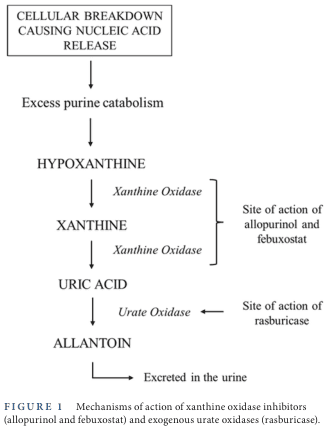 Summary : This flowchart illustrates the biochemical pathway of purine catabolism leading to uric acid production and its further breakdown, highlighting the sites of action for xanthine oxidase inhibitors (allopurinol, febuxostat) and urate oxidase (rasburicase).
flowchart:
# Nodes :
• CELLULAR BREAKDOWN CAUSING NUCLEIC ACID RELEASE (rectangle)
• Excess purine catabolism (rectangle)
• HYPOXANTHINE (rectangle)
• XANTHINE (rectangle)
• URIC ACID (rectangle)
• ALLANTOIN (rectangle)
• Excreted in the urine (rectangle)
• Site of action of allopurinol and febuxostat (annotation, right of XANTHINE)
• Site of action of rasburicase (annotation, right of URIC ACID)
# Connectors :
• Downward arrows connect each node in sequence: CELLULAR BREAKDOWN → Excess purine catabolism → HYPOXANTHINE → XANTHINE → URIC ACID → ALLANTOIN → Excreted in the urine.
• "Xanthine Oxidase" is labeled on the arrows from HYPOXANTHINE to XANTHINE and from XANTHINE to URIC ACID.
• "Urate Oxidase" is labeled on the arrow from URIC ACID to ALLANTOIN.
• Brackets and arrows indicate the sites of drug action: allopurinol/febuxostat act at the conversion of hypoxanthine/xanthine to uric acid; rasburicase acts at the conversion of uric acid to allantoin.
# Layout :
• Linear vertical arrangement, with annotations branching to the right at relevant steps.
# Analysis :
• The flowchart clarifies the sequential enzymatic steps in purine degradation, pinpointing where pharmacological agents intervene to reduce uric acid levels. Xanthine oxidase inhibitors (allopurinol, febuxostat) block the formation of uric acid, while rasburicase facilitates the conversion of uric acid to the more soluble allantoin, which is then excreted in urine.