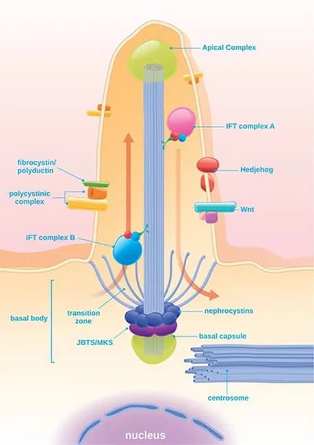 Educational diagram of the renal nephron focusing on the cilia-centrosome complex in tubular epithelium and its role in Autosomal Dominant Polycystic Kidney Disease (ADPKD). The image depicts a non-motile primary cilium projecting into the tubular lumen, housing the polycystin-1 and polycystin-2 heterodimer, and associated IFT (intraflagellar transport) components at the basal body and centriole. In healthy kidneys, the PC1/PC2 complex mediates mechanosensory calcium influx in response to tubular flow, regulating downstream signaling pathways. In PKD, PKD gene mutations abolish or alter this complex, disrupting intracellular Ca2+ homeostasis and shifting balance toward cAMP-driven proliferation and enhanced secretory activity. The diagram notes downstream pathways such as ERK and mTOR, which contribute to cyst initiation and progressive enlargement of cysts from renal tubular epithelium. Additional features illustrate basal body, transition zone, and basal capsule architecture, along with Wnt/Hedgehog signaling crosstalk and ciliary transport (IFT A/B). The educational utility spans medical education, nephrology, genetics, and cell biology; potential applications include teaching ciliary biology, pathophysiology of PKD, and therapeutic targets aimed at mitigating cyst growth. This representation serves as a conceptual reference rather than a diagnostic radiograph, and supports discussions of genotype-phenotype correlations, experimental models, and drug development strategies in ciliopathies.