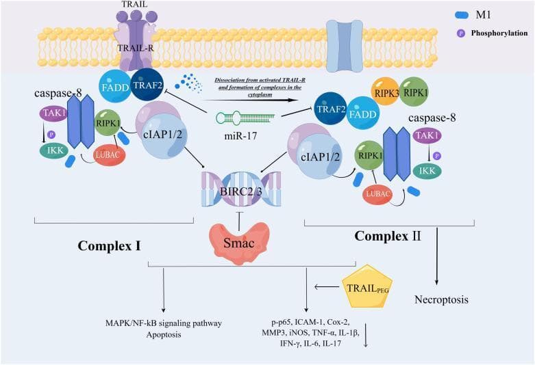 A pathophysiology diagram illustrating the ubiquitin-mediated regulation of the TRAIL-R (tumor necrosis factor-related apoptosis-inducing ligand receptor) cell death signaling pathway. The diagram is divided into membrane-associated signaling (Complex I) and cytoplasmic signaling (Complex II). Complex I is shown bound to the activated TRAIL-R and consists of FADD, TRAF2, RIPK1, cIAP1/2, LUBAC, TAK1, IKK, and caspase-8. It features specific protein modifications including M1-linked ubiquitination (on RIPK1 and LUBAC) and phosphorylation (on TAK1 and IKK), leading to MAPK/NF-kB signaling or apoptosis. Complex II is depicted as a cytoplasmic assembly formed following dissociation from the receptor; it shares the components of Complex I but uniquely includes RIPK3, specifically mediating necroptosis. The diagram also highlights regulatory interactions involving miR-17, the inhibition of Smac by BIRC2/3, and the therapeutic influence of TRAIL-PEG. TRAIL-PEG is shown inhibiting multiple pro-inflammatory markers including p-p65, ICAM-1, Cox-2, and various cytokines (TNF-α, IL-1β, IFN-γ, IL-6, IL-17). This visual resource is designed for advanced immunology or oncology education, focusing on signal transduction, E3 ligase activity, and programmed cell death pathways.