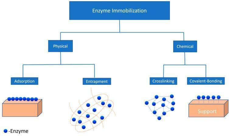 This educational flowchart illustrates the primary methodologies for enzyme immobilization, categorized into physical and chemical techniques. The diagram is organized hierarchically, beginning with 'Enzyme Immobilization' at the top level. The physical category branches into Adsorption and Entrapment. Adsorption is shown as enzymes (blue circles) resting on the surface of a support material, while Entrapment depicts enzymes confined within a fibrous matrix. The chemical category branches into Crosslinking and Covalent-Bonding. Crosslinking is represented by enzymes interconnected by molecular bridges in a lattice structure, and Covalent-Bonding shows enzymes directly attached to a support surface via chemical bonds. This classification is clinically and biotechnologically relevant for enhancing enzyme stability and reusability in biomedical applications such as diagnostic assays and pharmacological production.