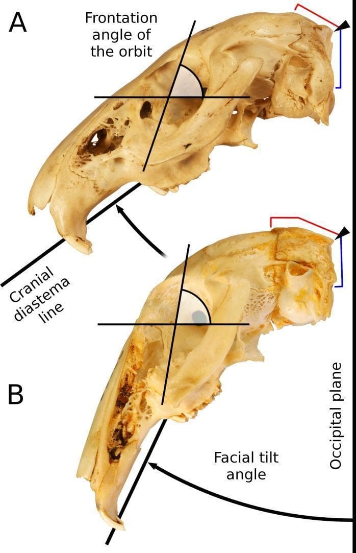This comparative anatomical diagram illustrates the cranial morphology and facial tilt in two species of the Leporidae family, serving as an educational resource for comparative osteology and biomechanics. The image displays two crania, Caprolagus hispidus (A) and Pronolagus crassicaudatus (B), in a left lateral view to demonstrate the relationship between skull structure and functional ecology.