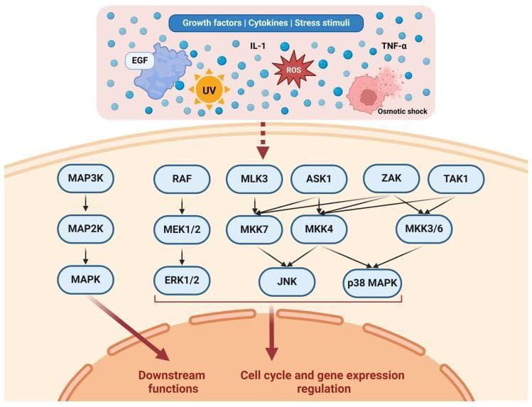 This pathophysiology diagram illustrates the Mitogen-Activated Protein Kinase (MAPK) signaling cascade within a human cell. The process begins with extracellular and environmental stimuli, including growth factors (EGF), cytokines (IL-1, TNF-alpha), and stress stimuli (UV radiation, Reactive Oxygen Species/ROS, osmotic shock). These stimuli trigger a vertical phosphorylation cascade organized into three functional tiers: MAP3Ks, MAP2Ks, and MAPKs. The diagram depicts parallel pathways: the classical ERK pathway (RAF to MEK1/2 to ERK1/2) and the stress-activated protein kinase pathways (MLK3, ASK1, ZAK, and TAK1 leading to MKK7, MKK4, or MKK3/6, which activate JNK and p38 MAPK). The educational focus is on the convergence of these signals into the nucleus to regulate critical cellular outcomes. Final downstream effects are categorized into general 'Downstream functions' (such as cell adhesion and migration) and 'Cell cycle and gene expression regulation.' This diagram serves as a high-level educational summary of signal transduction relevant to oncology and molecular biology.
