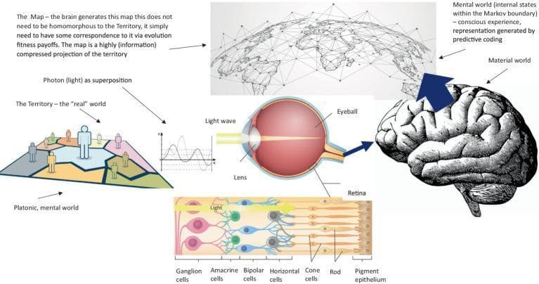 This pathophysiology diagram illustrates the biological and cognitive processes of visual perception and predictive coding. The illustration follows the flow of information starting from the 'Territory' (external reality), represented as light waves/photons in superposition. These waves enter the anatomical eyeball, passing through the lens to strike the retina. A detailed cross-section of the retina depicts the cellular layers involved in signal transduction, including the pigment epithelium, photoreceptors (rods and cones), horizontal cells, bipolar cells, amacrine cells, and ganglion cells. The resulting neural signals are transmitted via the optic nerve to the brain. The brain is shown generating a 'Mental World' or 'Map', described as internal states within a Markov boundary. This representation is generated by predictive coding to create conscious experience. The diagram highlights that the internal map is a highly compressed information projection and not necessarily homomorphous to the underlying external reality, emphasizing evolutionary fitness payoffs in sensory processing. This material is relevant to neurobiology, ophthalmology, and cognitive science.