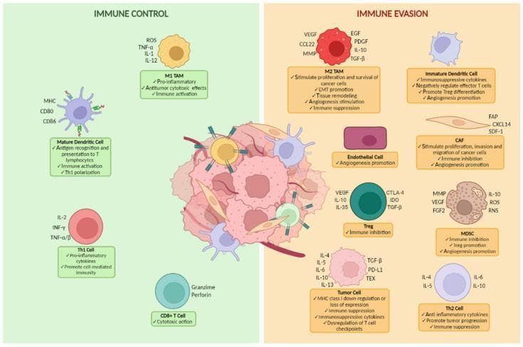 A comparative medical illustration detailing the dualistic nature of the ovarian cancer tumor microenvironment (TME), categorized into 'Immune Control' (green panel) and 'Immune Evasion' (orange panel). The central figure depicts a tumor mass surrounded by various stromal and immune cells. The 'Immune Control' arm illustrates pro-inflammatory and antitumor components: M1 tumor-associated macrophages (TAMs) secreting ROS, TNF-α, and IL-12; mature dendritic cells expressing MHC, CD80, and CD86; Th1 cells producing IL-2 and IFN-γ; and CD8+ cytotoxic T cells utilizing granzyme and perforin. Conversely, the 'Immune Evasion' arm focuses on immunosuppressive elements promoting tumor progression, including M2 TAMs (secreting VEGF and TGF-β), immature dendritic cells, cancer-associated fibroblasts (CAFs), endothelial cells, regulatory T cells (Tregs), myeloid-derived suppressor cells (MDSCs), Th2 cells, and tumor cells. Key mechanisms highlighted include angiogenesis, epithelial-mesenchymal transition (EMT), MHC class I downregulation, and the expression of checkpoint molecules like CTLA-4, IDO, and PD-L1. This diagram serves as an educational summary of the competitive signaling pathways and cellular interactions influencing cancer survival versus elimination.