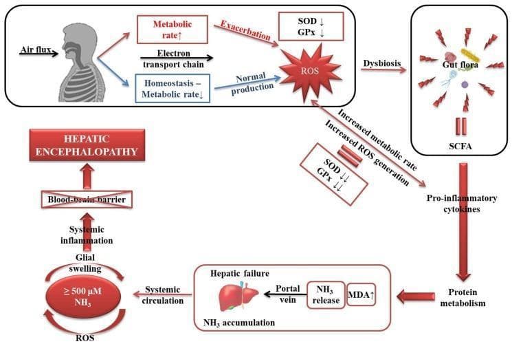 This pathophysiology diagram illustrates the multi-organ signaling pathways involved in the development of hepatic encephalopathy (HE) driven by oxidative stress and hyperammonemia. The process begins with systemic metabolic rate changes: an increased metabolic rate and electron transport chain activity lead to a depletion of antioxidant enzymes (SOD and GPx) and the exacerbation of Reactive Oxygen Species (ROS). Concurrently, gut dysbiosis and short-chain fatty acids (SCFA) trigger pro-inflammatory cytokines, affecting protein metabolism and contributing to hepatic failure. In the liver, hepatic failure results in NH3 (ammonia) accumulation and increased MDA (malondialdehyde) levels. High levels of NH3 (≥ 500 μM) enter systemic circulation and, together with ROS, induce glial swelling and systemic inflammation. The final stage of the pathway shows these systemic effects crossing the blood-brain barrier, leading to the clinical manifestation of hepatic encephalopathy. The diagram highlights the compensatory struggle between homeostasis and oxidative damage in the context of liver dysfunction.