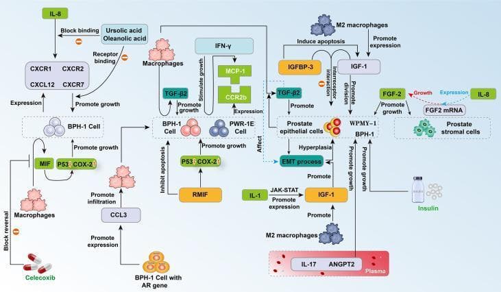 This medical pathophysiology diagram illustrates the complex cytokine signaling network and cellular interactions involved in Benign Prostatic Hyperplasia (BPH). It highlights the interplay between prostate epithelial cells (BPH-1, PWR-1E), stromal cells (WPMY-1), and infiltrating M2 macrophages. Key signaling pathways depicted include the IL-8 axis (involving receptors CXCR1/2 and CXCR7), which promotes BPH-1 growth and is inhibited by Ursolic and Oleanolic acids. The diagram shows M2 macrophages secreting TGF-β2 and IGF-1 to drive epithelial-mesenchymal transition (EMT), hyperplasia, and cell division. Pro-inflammatory signaling through IL-1 activates the JAK-STAT pathway to stimulate IGF-1, while recombinant MIF (rMIF) promotes growth by modulating P53 and COX-2 levels. Additionally, the role of metabolic factors like insulin and plasma cytokines (IL-17, ANGPT2) in stimulating BPH-1 and WPMY-1 cell proliferation is shown. Therapeutic interventions are represented by Celecoxib, which blocks macrophage-induced proliferation via CCL3 reversal. This schematic serves as an educational tool for understanding the immunoinflammatory and endocrine mechanisms driving prostate enlargement.