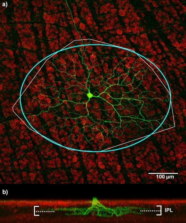 This diagnostic image provides a microscopic analysis of an ON-OFF retinal ganglion cell (RGC) using immunofluorescence staining. Panel (a) shows a top-down (en face) view where the RGC is stained green, revealing a central soma with an extensive, branching dendritic arbor. The background consists of red-stained retinal cells. Overlaid annotations include a thin white polygonal bounding box defining the dendritic field and a thick light-blue ellipse used to estimate the dendritic field size (calculated at 508 μm). Panel (b) illustrates a cross-sectional view of the same cell, demonstrating dendritic stratification within the Inner Plexiform Layer (IPL). The green dendrites bifurcate into two distinct horizontal layers. The boundaries of the IPL are marked by solid white lines, while a dashed white line indicates the ON/OFF border, separating the layer into the ON sublamina (upper region) and OFF sublamina (lower region). This visual serves as a neuroanatomical reference for studying RGC morphology, dendritic field quantification, and synaptic stratification patterns in the visual system.