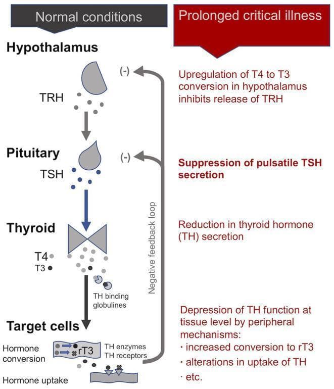 This pathophysiology diagram illustrates the Hypothalamic-Pituitary-Thyroid (HPT) axis, comparing normal physiological conditions with the alterations observed during prolonged critical illness. The 'Normal conditions' section shows the standard cascade: the Hypothalamus secretes TRH, which stimulates the Pituitary to release TSH, leading the Thyroid gland to produce T4 and T3. These hormones reach target cells via TH binding globulins for hormone conversion and uptake, with a negative feedback loop inhibiting TRH and TSH secretion. In contrast, the 'Prolonged critical illness' section details the central and peripheral suppression of the axis. Key pathological features include: upregulation of T4 to T3 conversion in the hypothalamus (inhibiting TRH release), suppression of pulsatile TSH secretion by the pituitary, reduced thyroid hormone secretion, and depression of thyroid function at the tissue level. Peripheral mechanisms shown include increased conversion to inactive rT3 and altered hormone uptake. This comparison illustrates the endocrine maladaptation typical of Non-Thyroidal Illness Syndrome (NTIS) in intensive care settings.