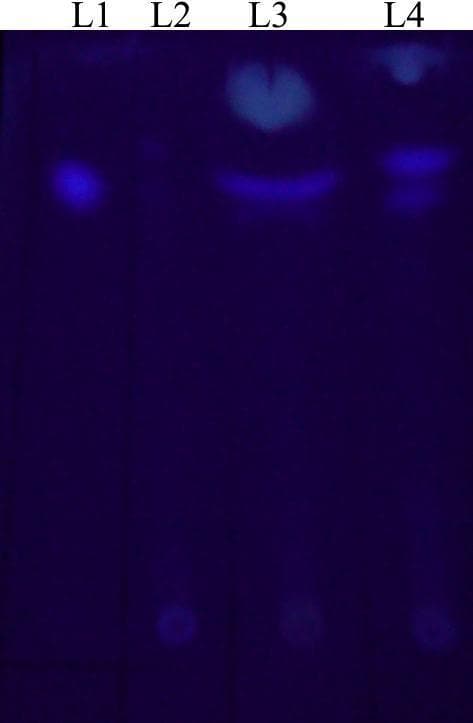 This diagnostic image shows a Thin Layer Chromatography (TLC) plate under ultraviolet light, used to detect aflatoxin production in Aspergillus flavus isolates related to fungal keratitis. The chromatogram consists of four lanes labeled L1 through L4. Lane L1 serves as the control, displaying a single fluorescent band corresponding to the standard aflatoxin B1 (AFB1). Lane L2, representing the extract from a non-aflatoxigenic corneal isolate (C2), shows no matching fluorescent band at the AFB1 level. Lane L3 shows a high-intensity fluorescent area at the same vertical migration level as the standard, indicating significant AFB1 production by a pathogenic corneal isolate (C1). Lane L4 displays a distinct fluorescent band, identifying AFB1 production in an environmental isolate (E1). The image demonstrates the laboratory technique for identifying secondary metabolites in ophthalmological fungal infections, illustrating the clinical variance in toxin production among different fungal isolates. The varying intensities and distribution of the fluorescent signals reflect the relative concentration of the mycotoxin in each sample.
