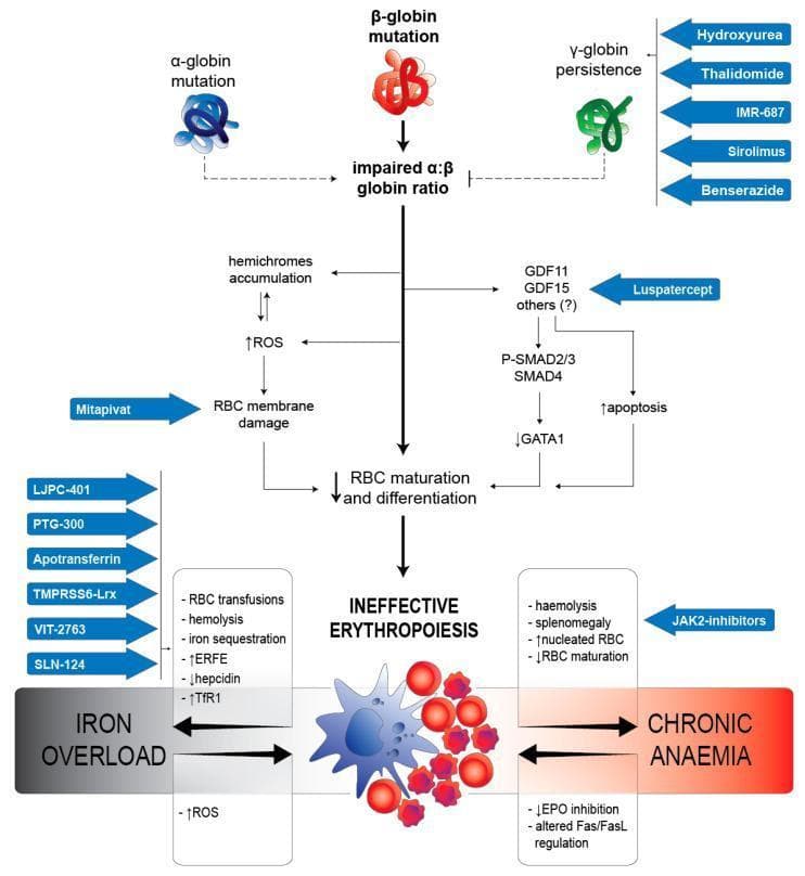 A pathophysiology diagram illustrating the molecular mechanisms of ineffective erythropoiesis in beta-thalassemia and targeted therapeutic interventions. The flowchart begins with alpha and beta-globin mutations leading to an impaired alpha:beta globin ratio. Two primary pathogenic pathways are shown: one involving hemichrome accumulation, increased reactive oxygen species (ROS), and RBC membrane damage; the other involving GDF11/15 signaling through P-SMAD2/3 and SMAD4, leading to decreased GATA1 and increased apoptosis. Both pathways converge to reduce RBC maturation and differentiation, resulting in ineffective erythropoiesis. Downstream clinical consequences highlighted include iron overload (associated with increased ERFE, decreased hepcidin, and increased TfR1) and chronic anemia (characterized by hemolysis, splenomegaly, and altered Fas/FasL regulation). The diagram identifies several investigational treatments (blue arrows) targeting specific points: fetal hemoglobin inducers (Hydroxyurea, Sirolimus) for globin ratio correction; Luspatercept for GDF signaling; JAK2 inhibitors for anemia complications; and various iron regulators (PTG-300, VIT-2763, SLN-124) for systemic iron overload.